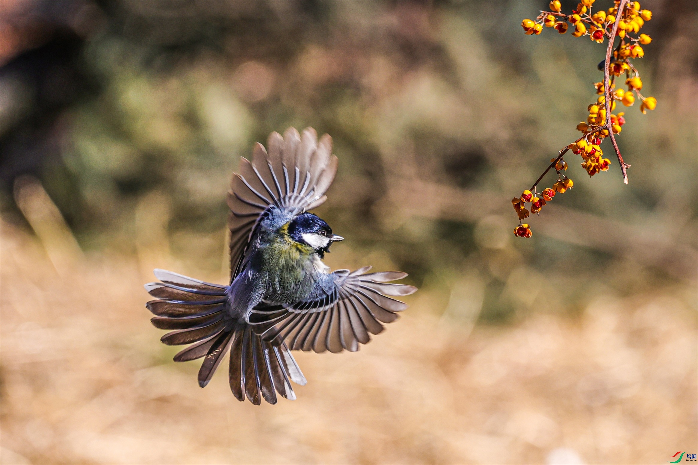 1K3A8130 ����1.jpg