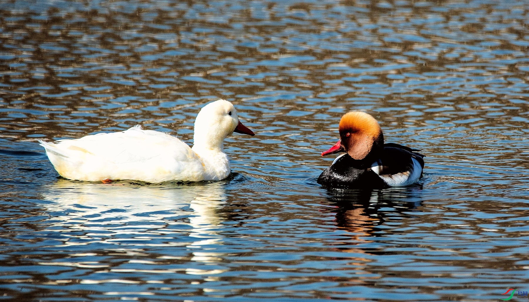 ��ͨ�Ӱ�ѻ (1)_����_����.jpg