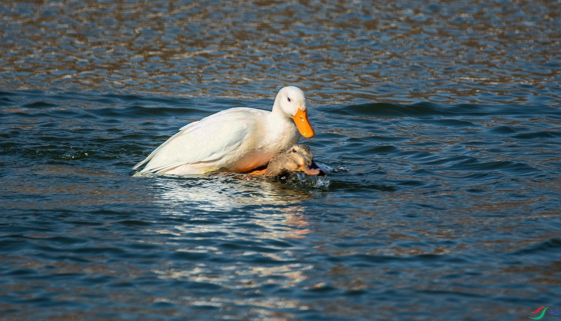 ��ͨ�Ӱ�ѻ (2)_����_����.jpg