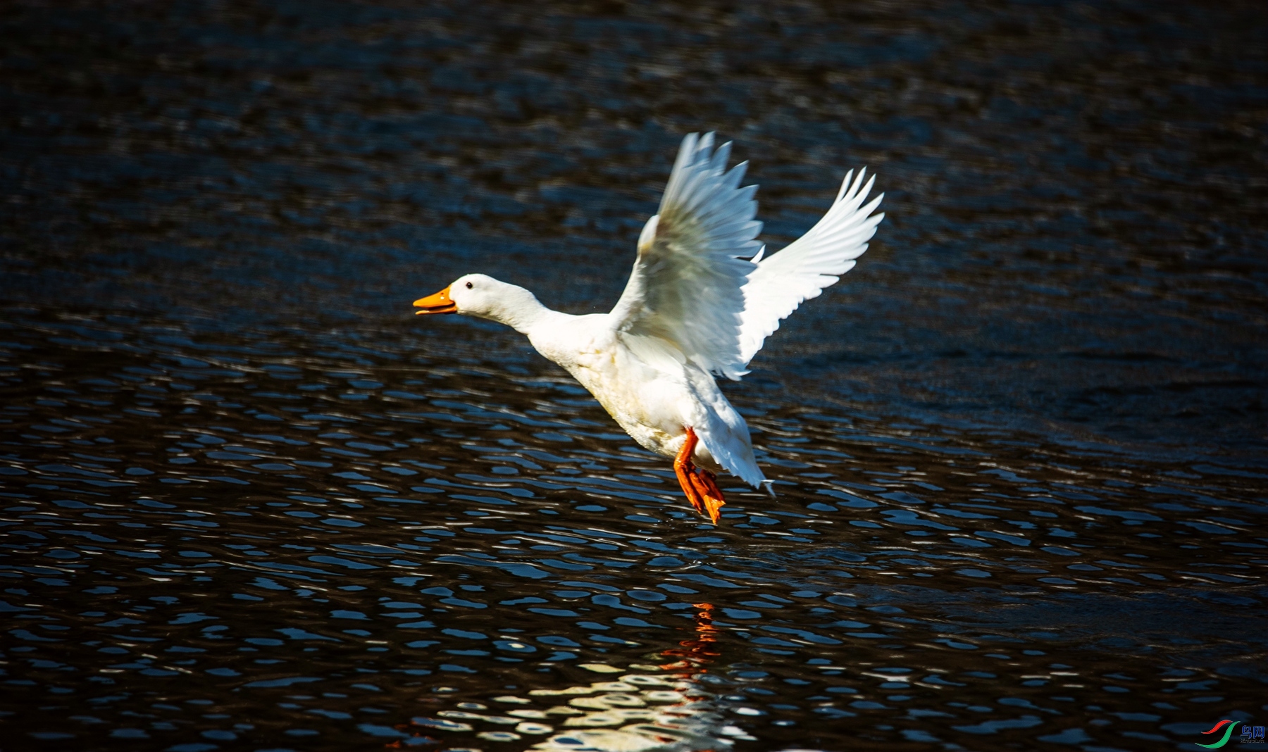 ��ͨ�Ӱ�ѻ (3)_����_����.jpg