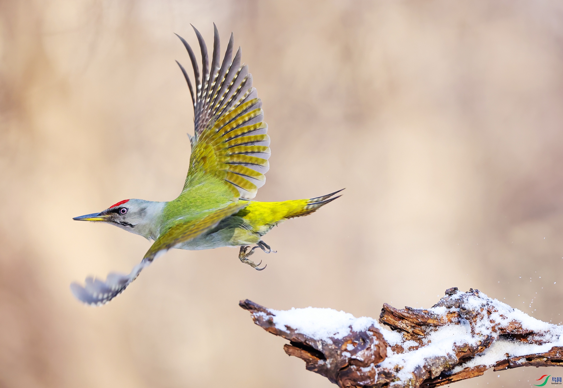 ����ľ��