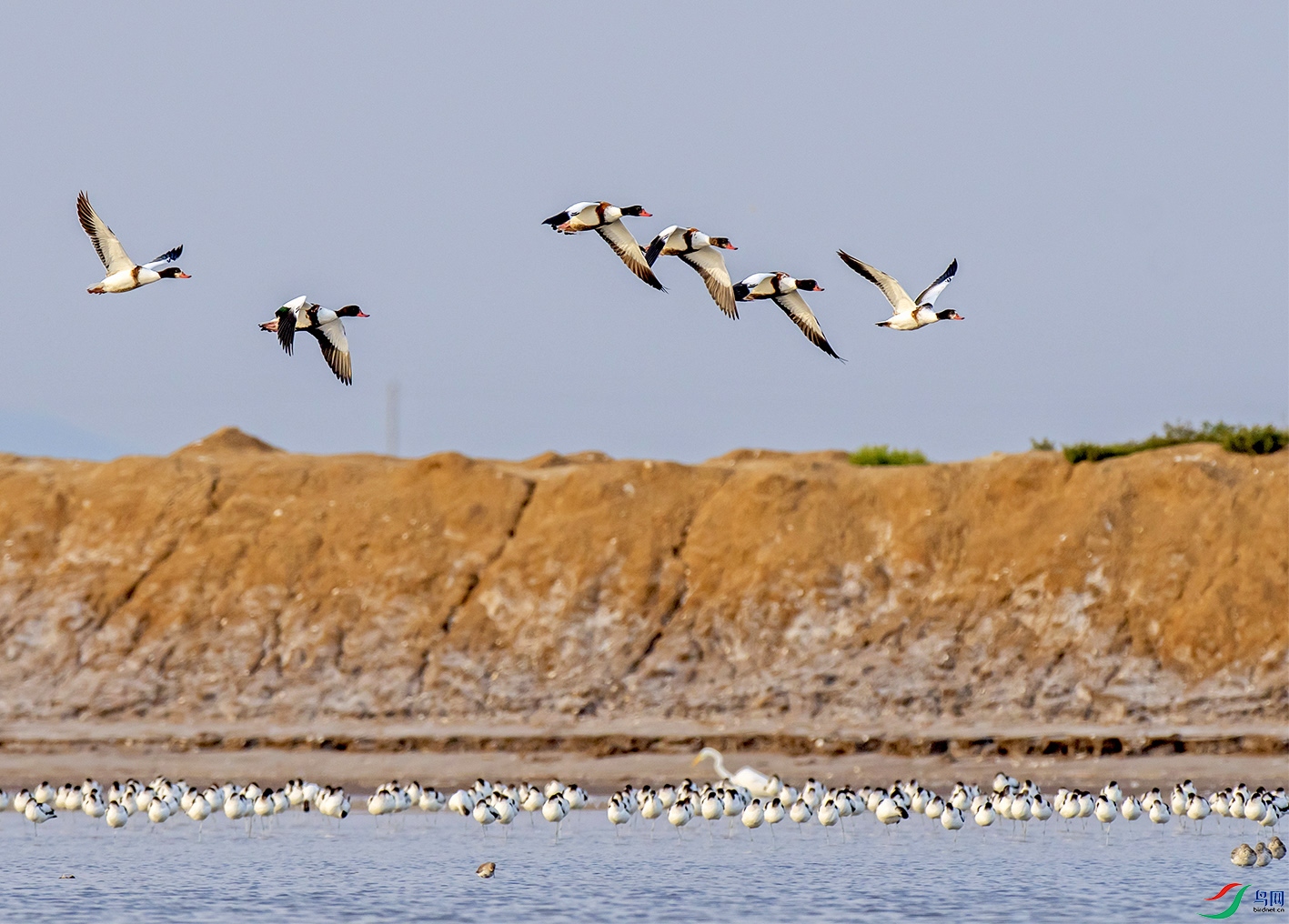 DSC_6041.jpg