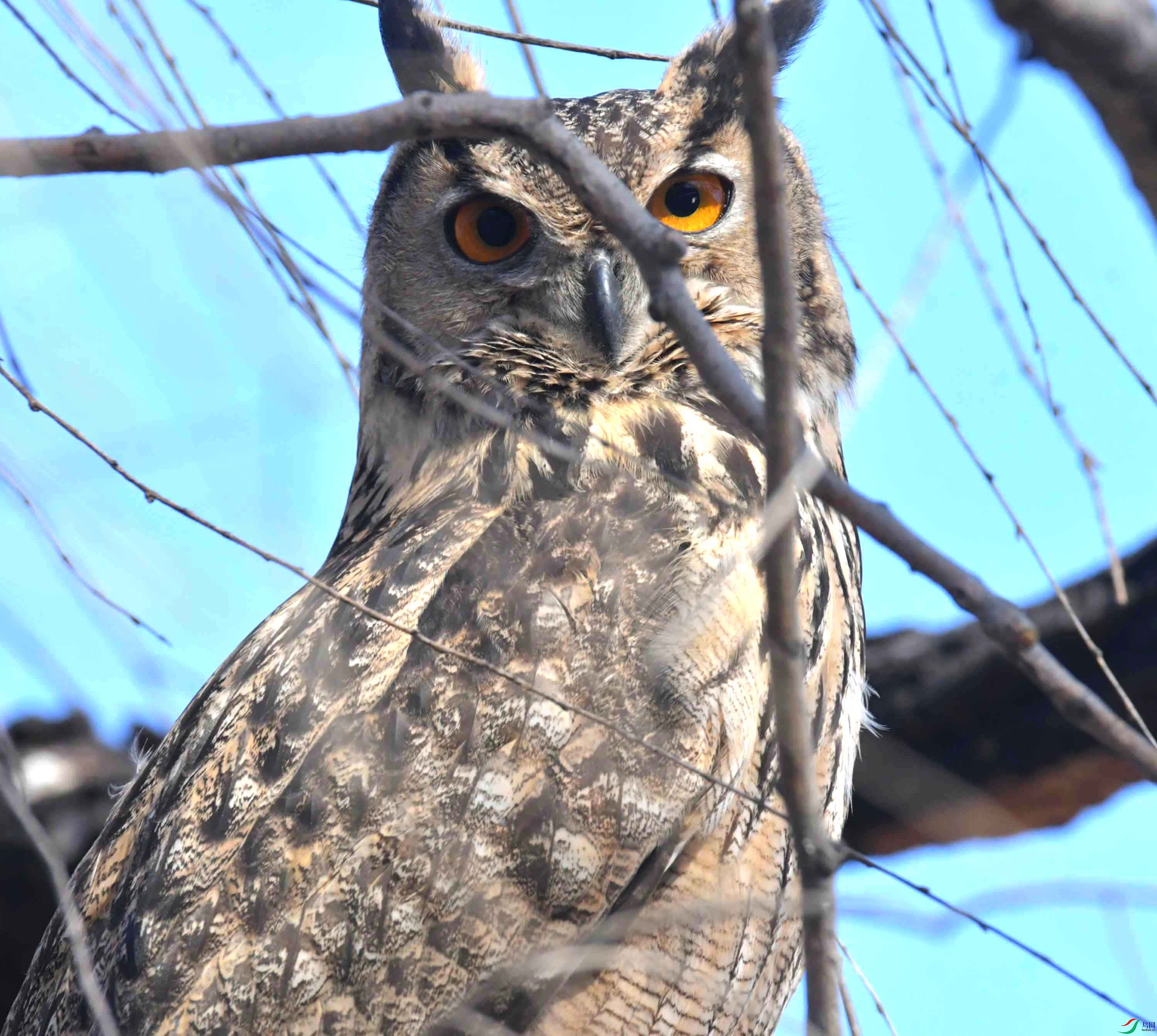 DSC_5998.JPG