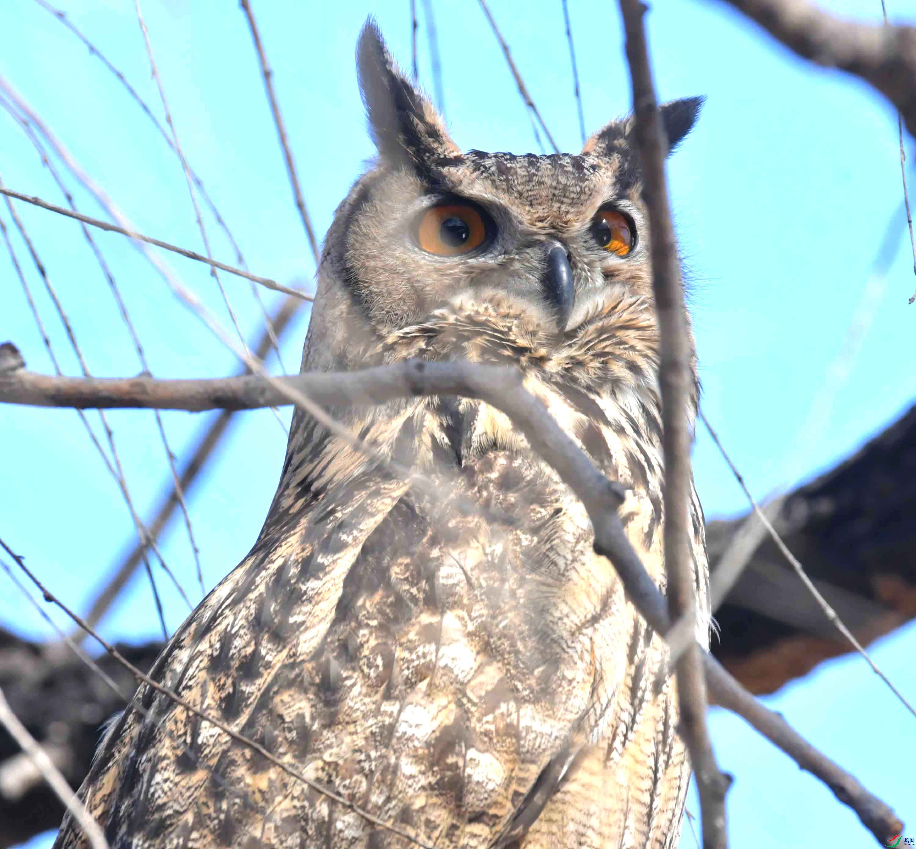 DSC_6008.JPG