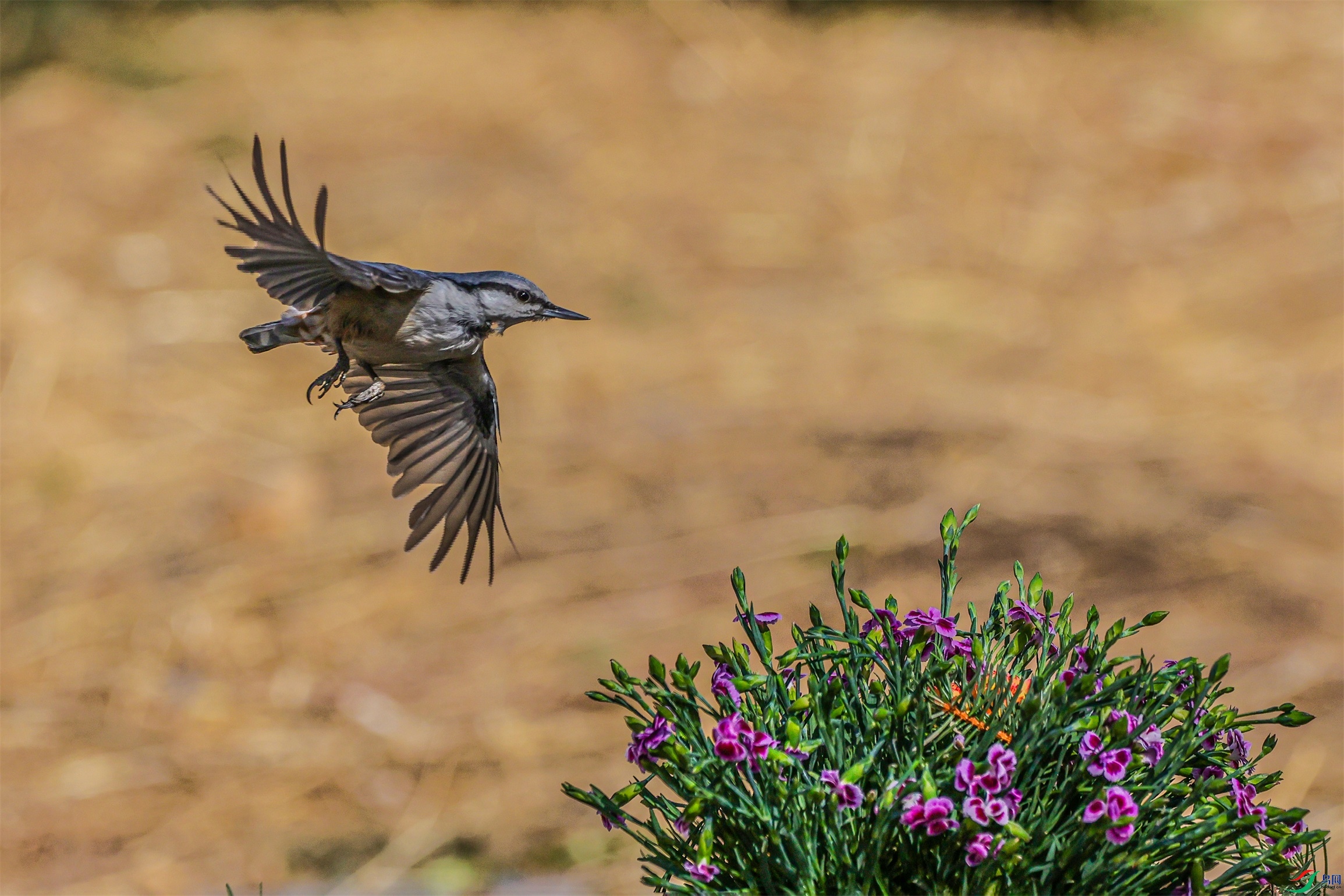 1K3A9643 ����1.jpg