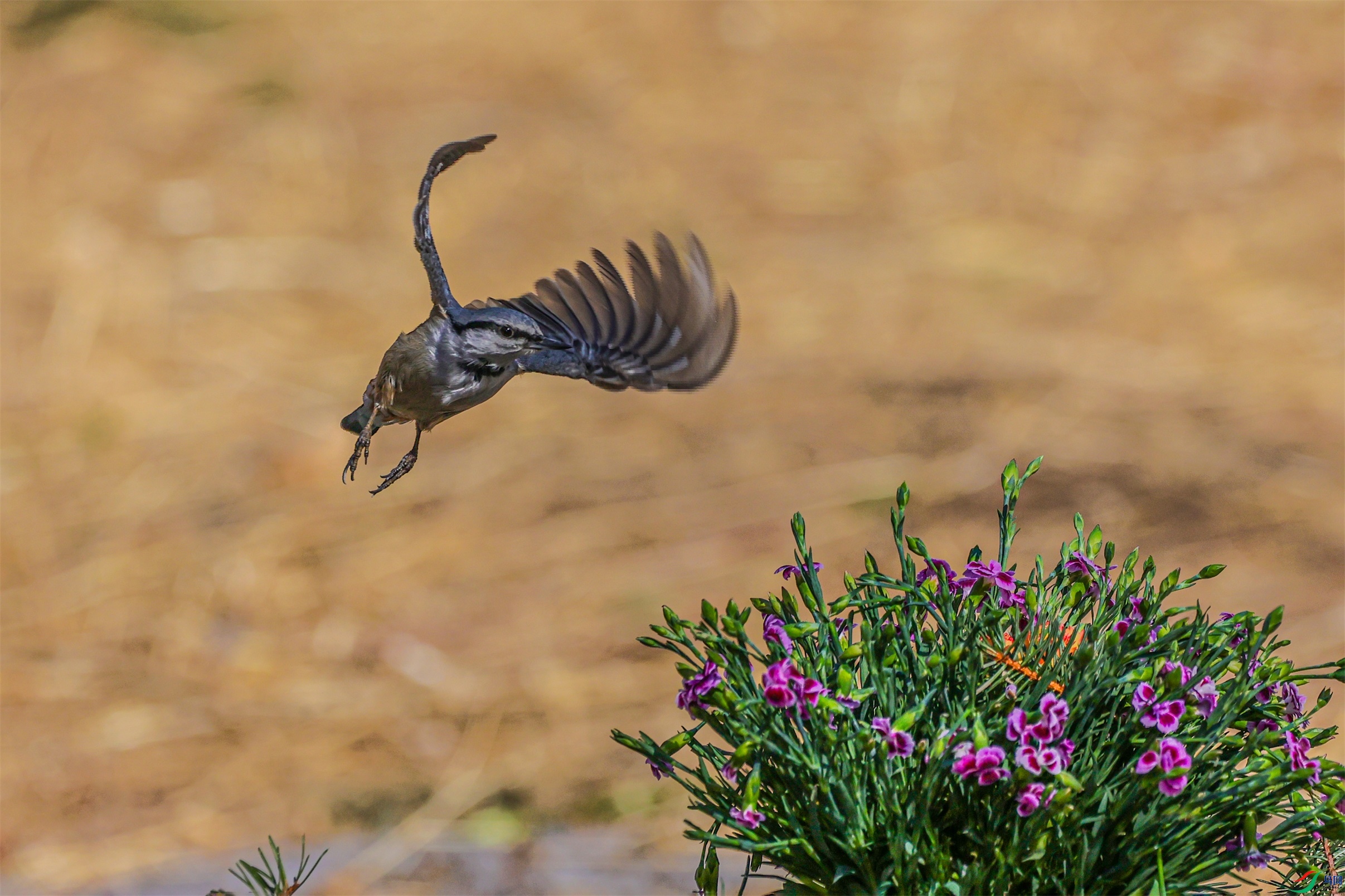 1K3A9642 ����1.jpg