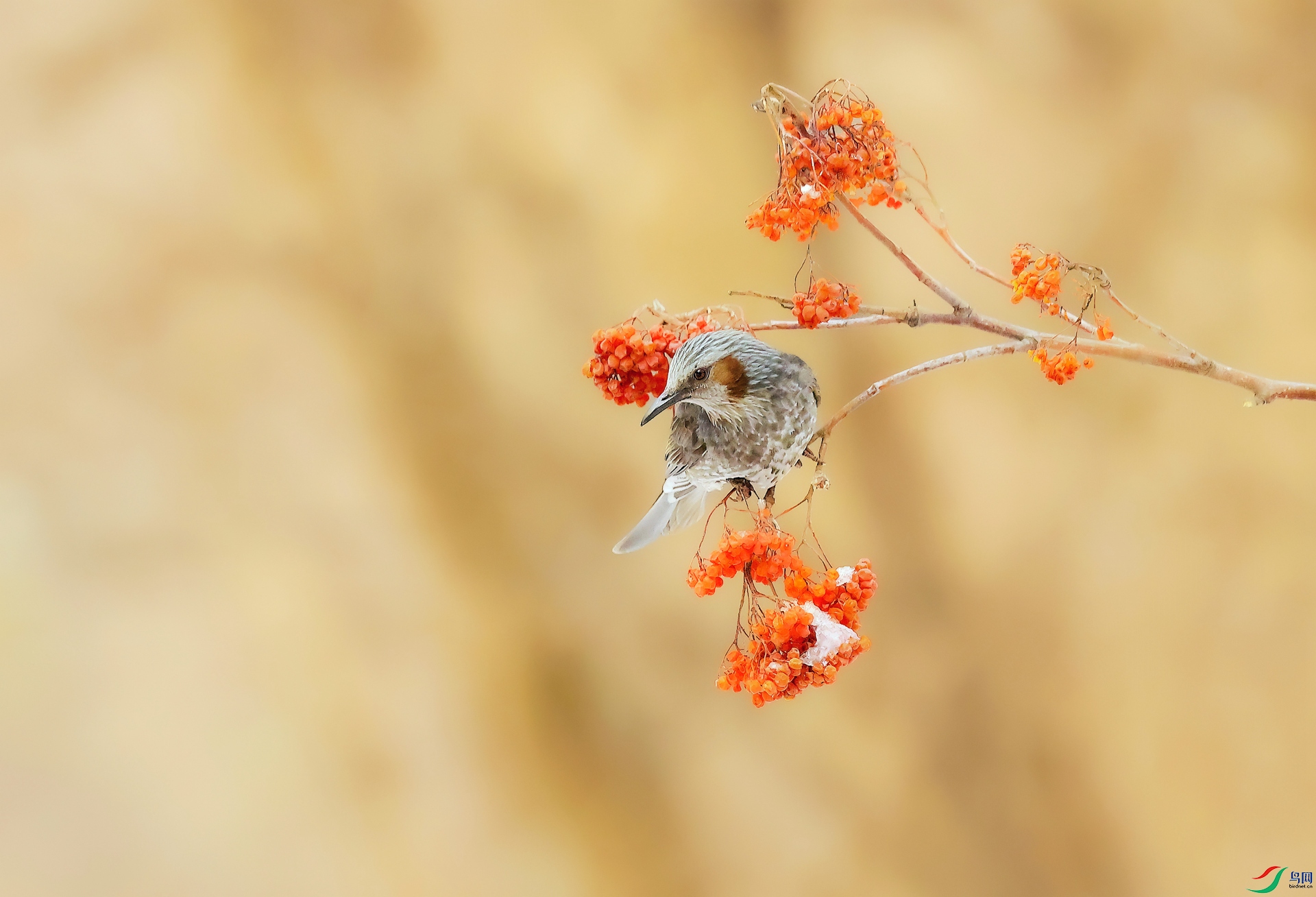 �̶���