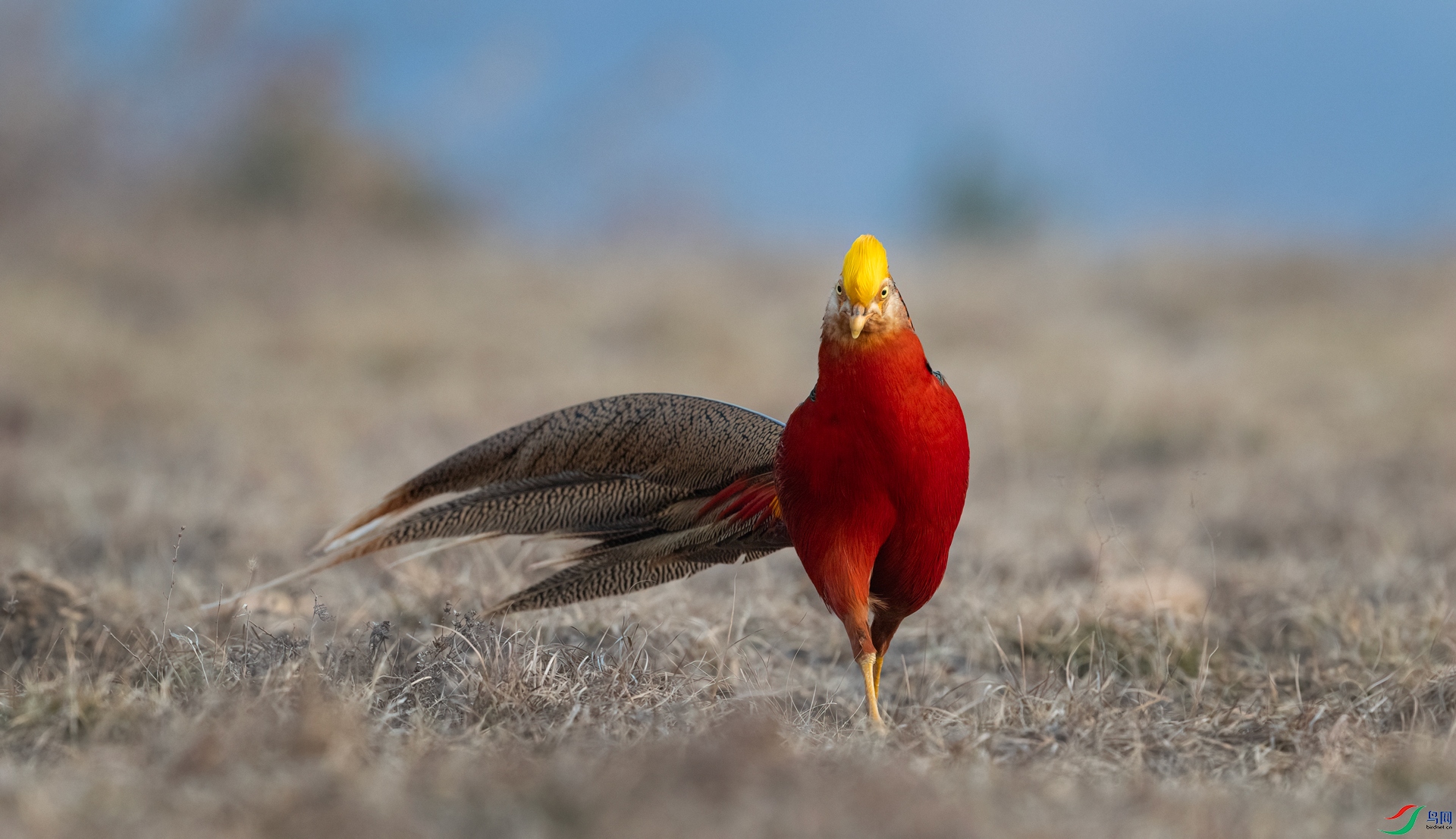 DSC_5960==2w.jpg