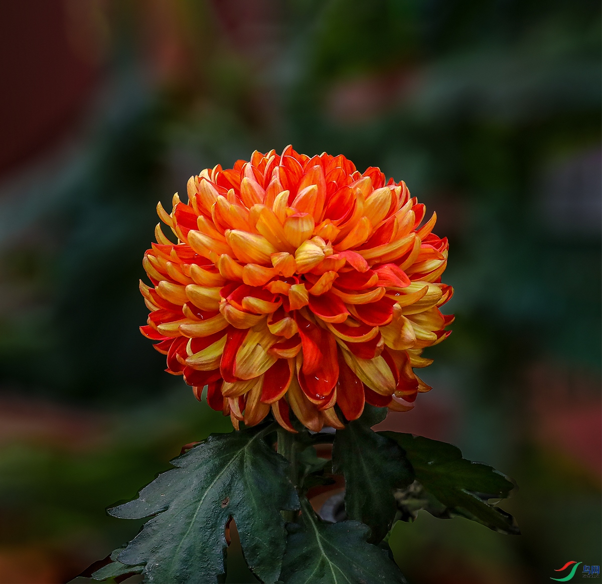 00000583A0226 ����������1000k.jpg
