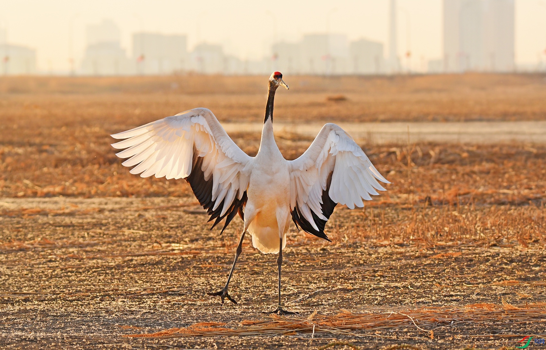 DSC_7978d_��ͼ��.jpg