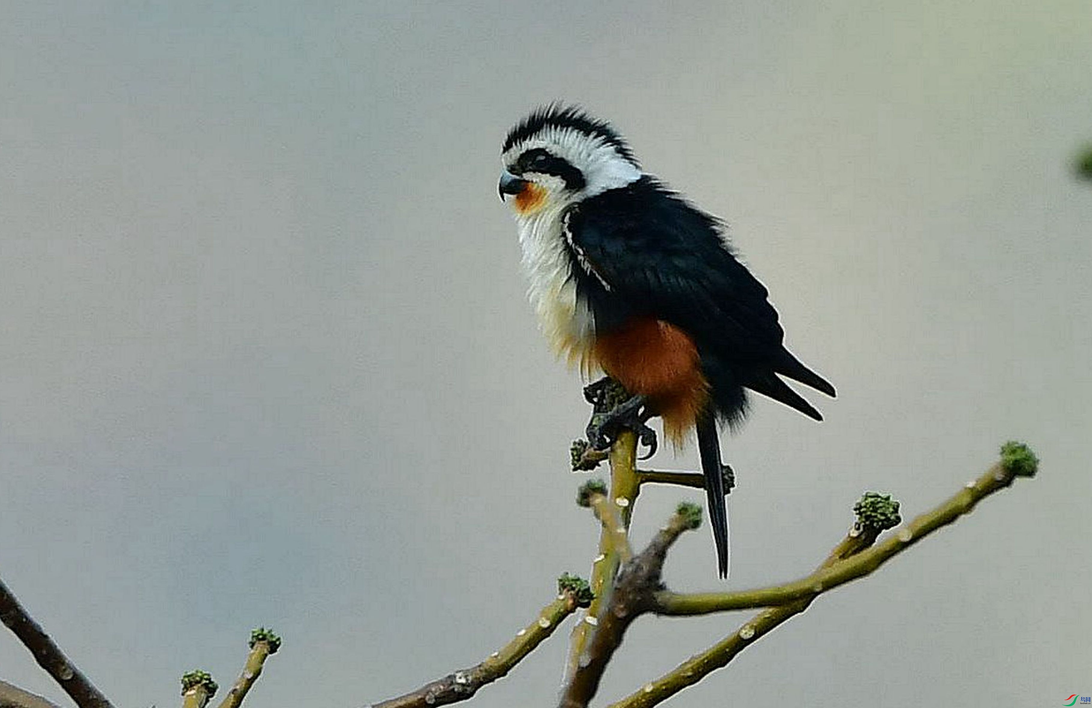 ����֦ͷ��