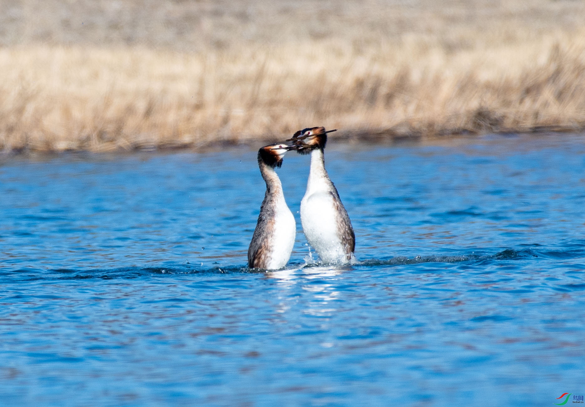 DSC_7650.jpg