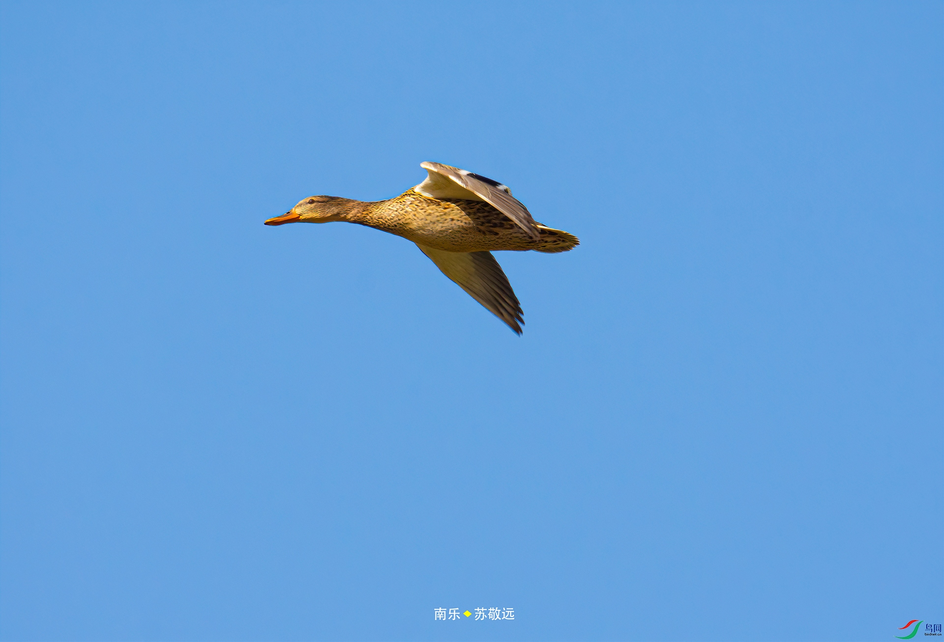 _DSC4809С.jpg