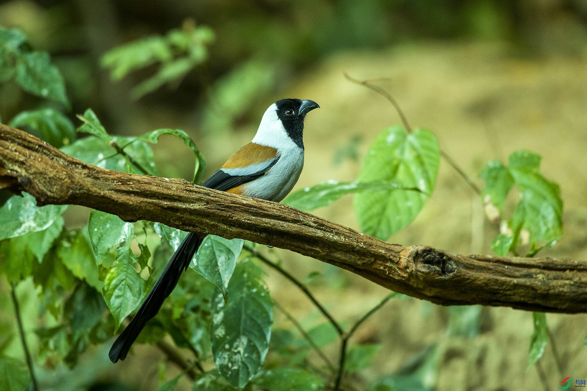 CD0I9683 ����.jpg