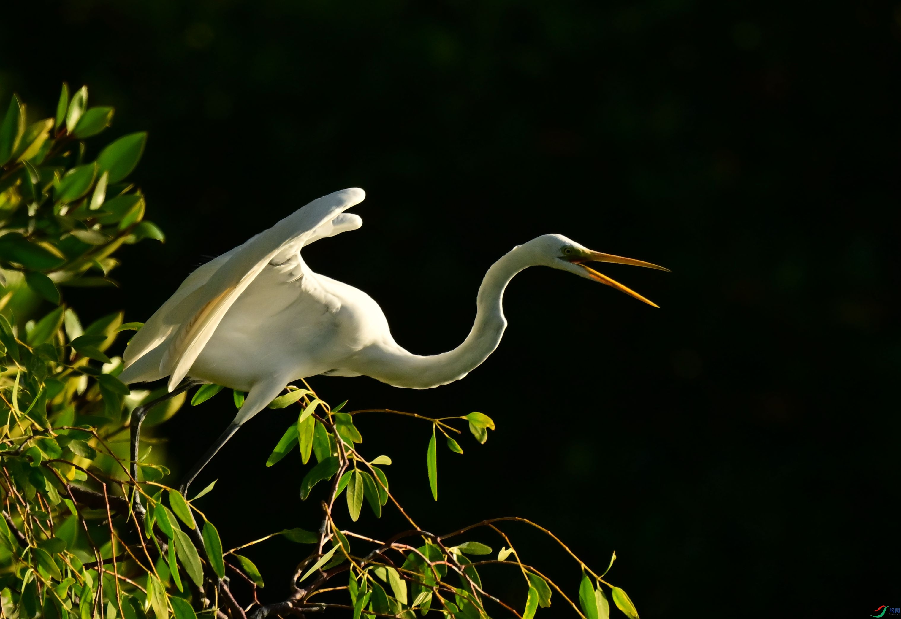 DSC_7475_1[1].jpg