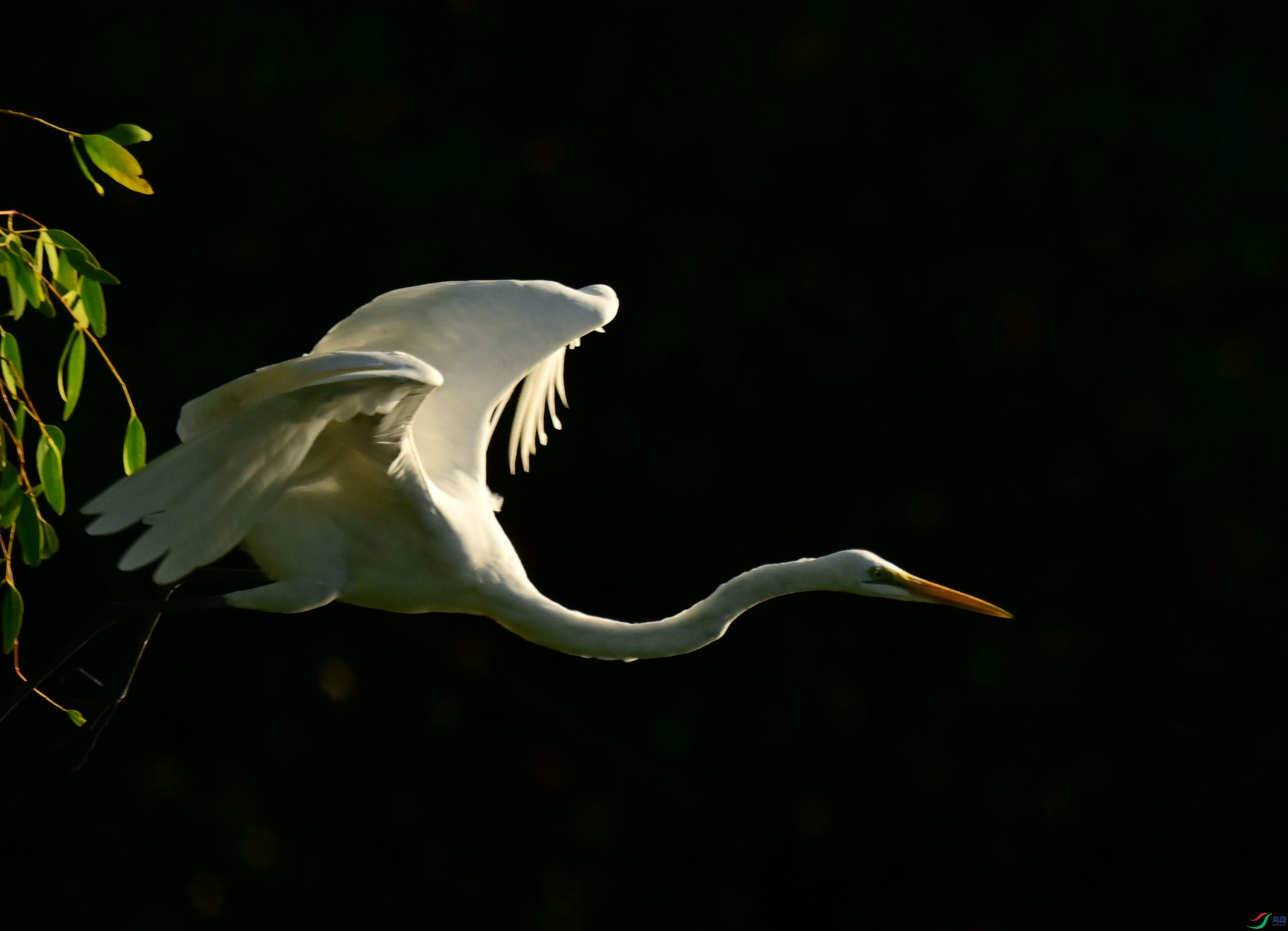 DSC_7488_1[1].jpg