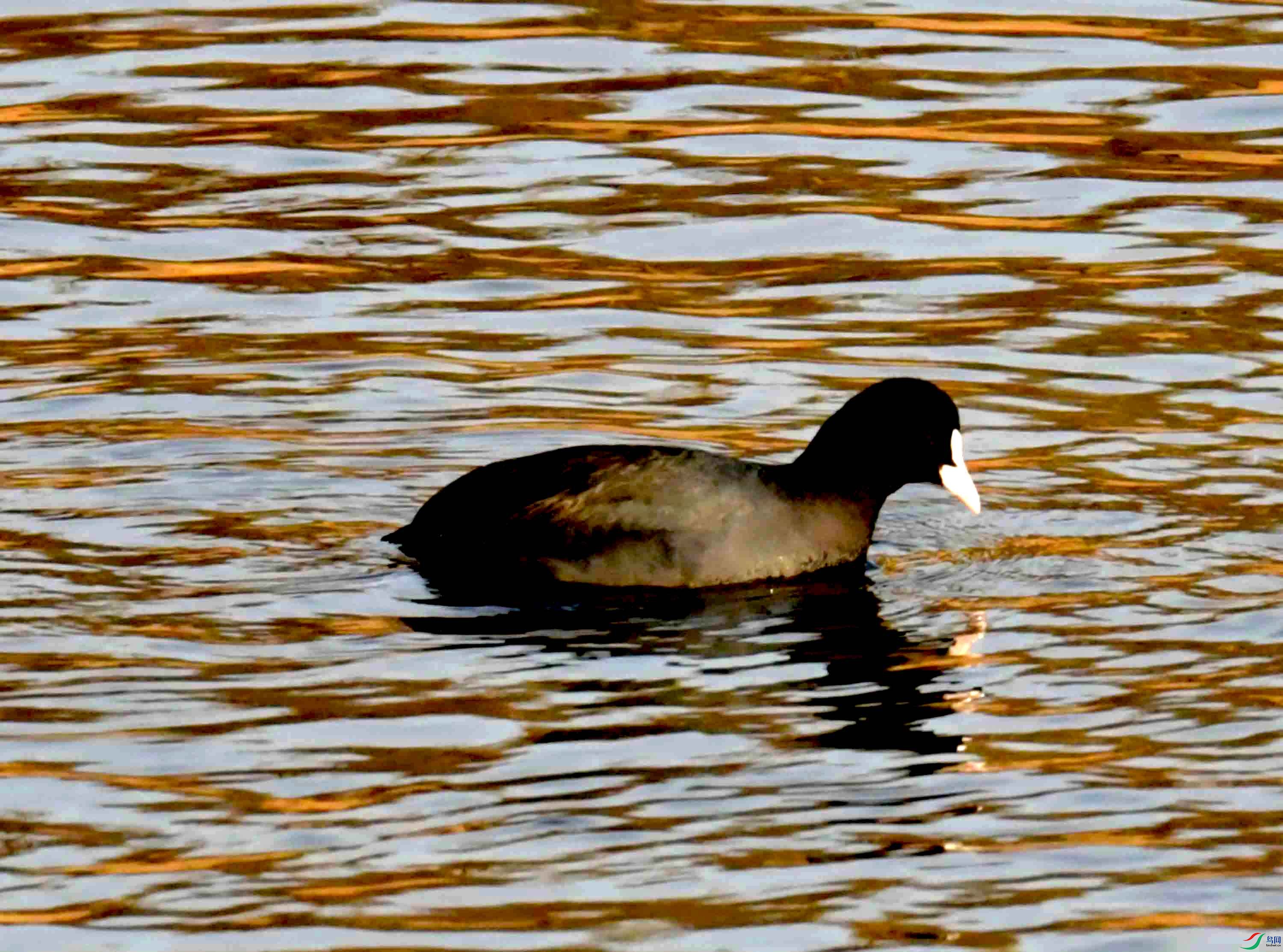 NIKON CORPORATION NIKON D500 -5568x3712-23233152.JPEG