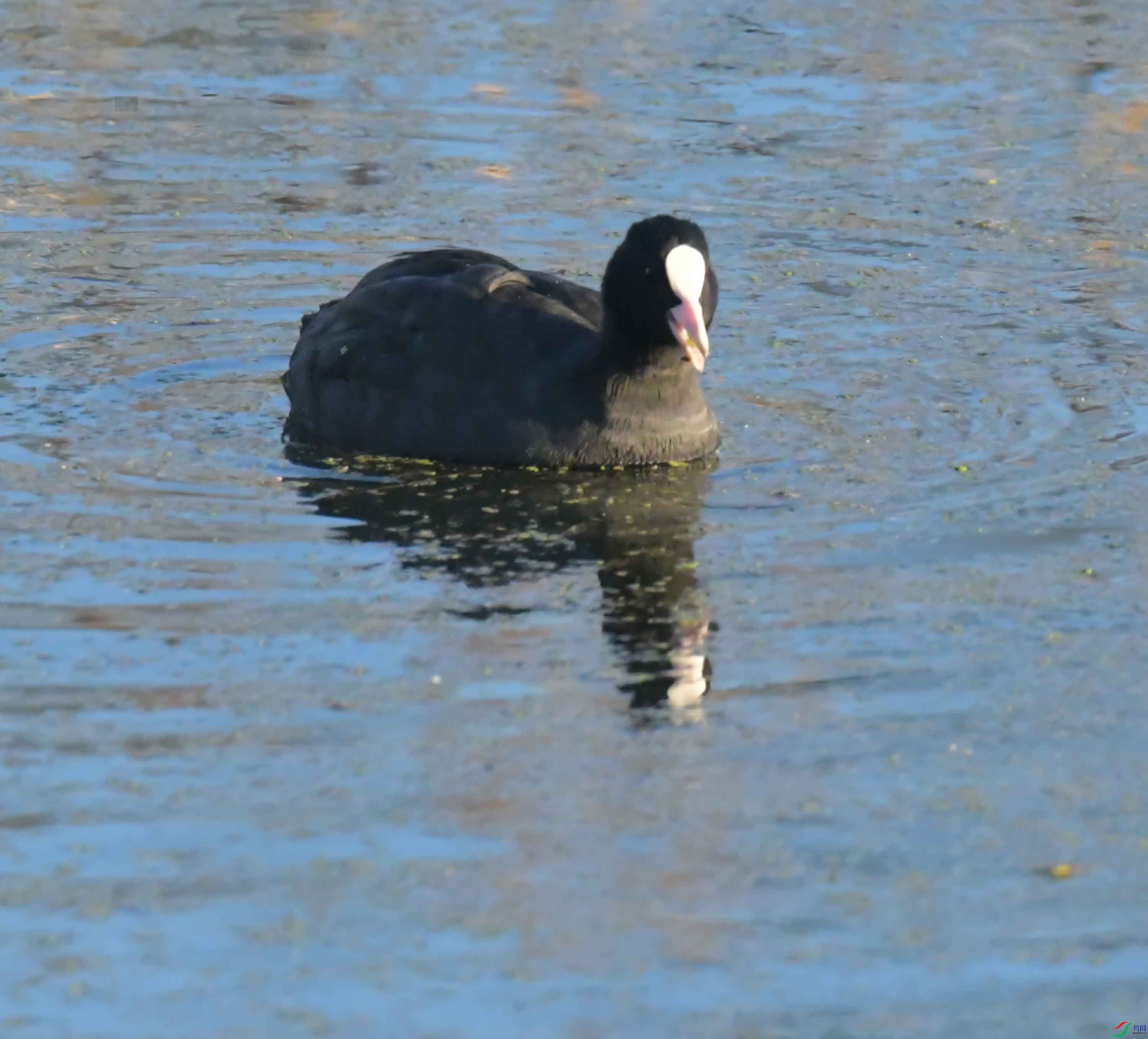 DSC_9185.JPG