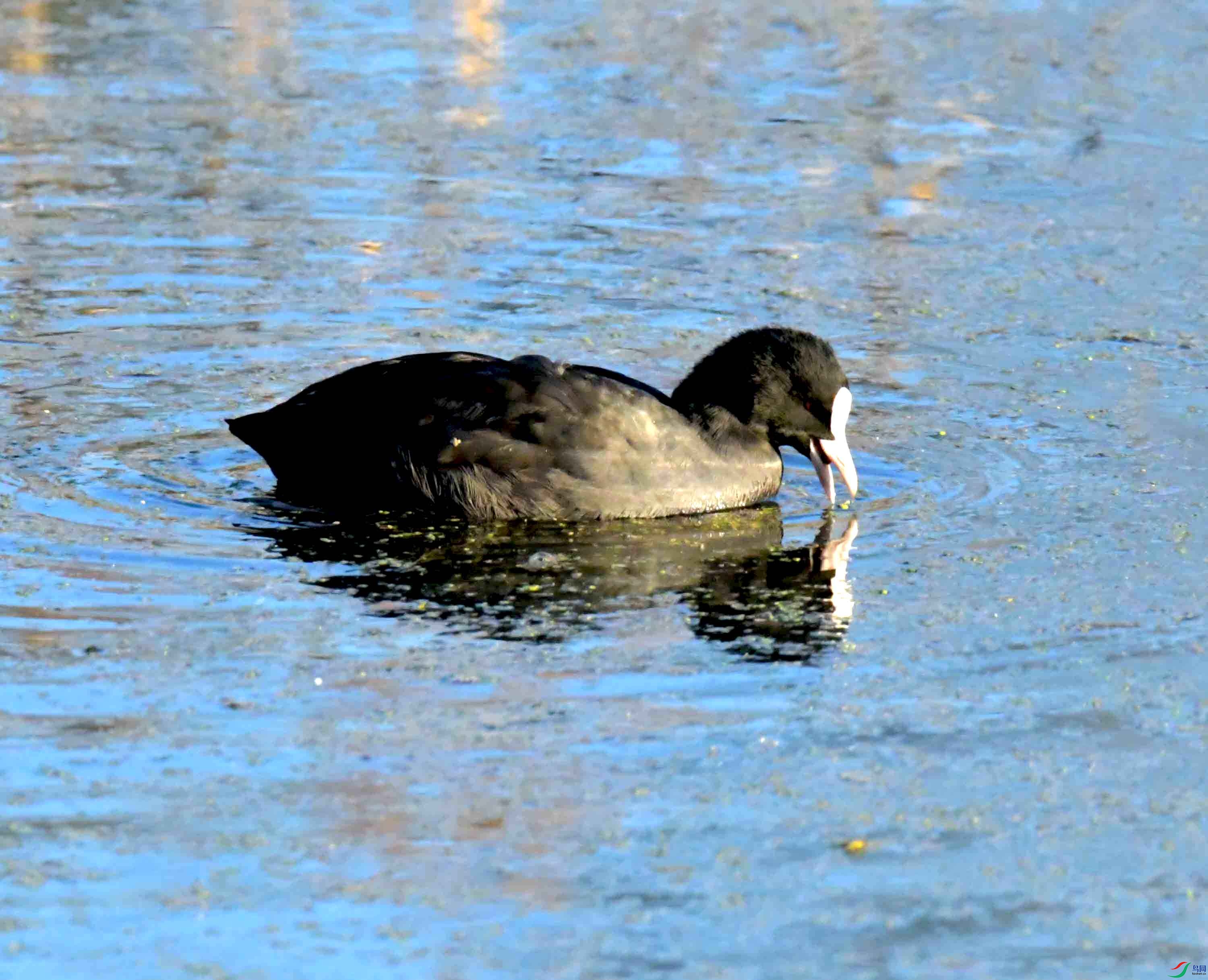 DSC_9187.JPG