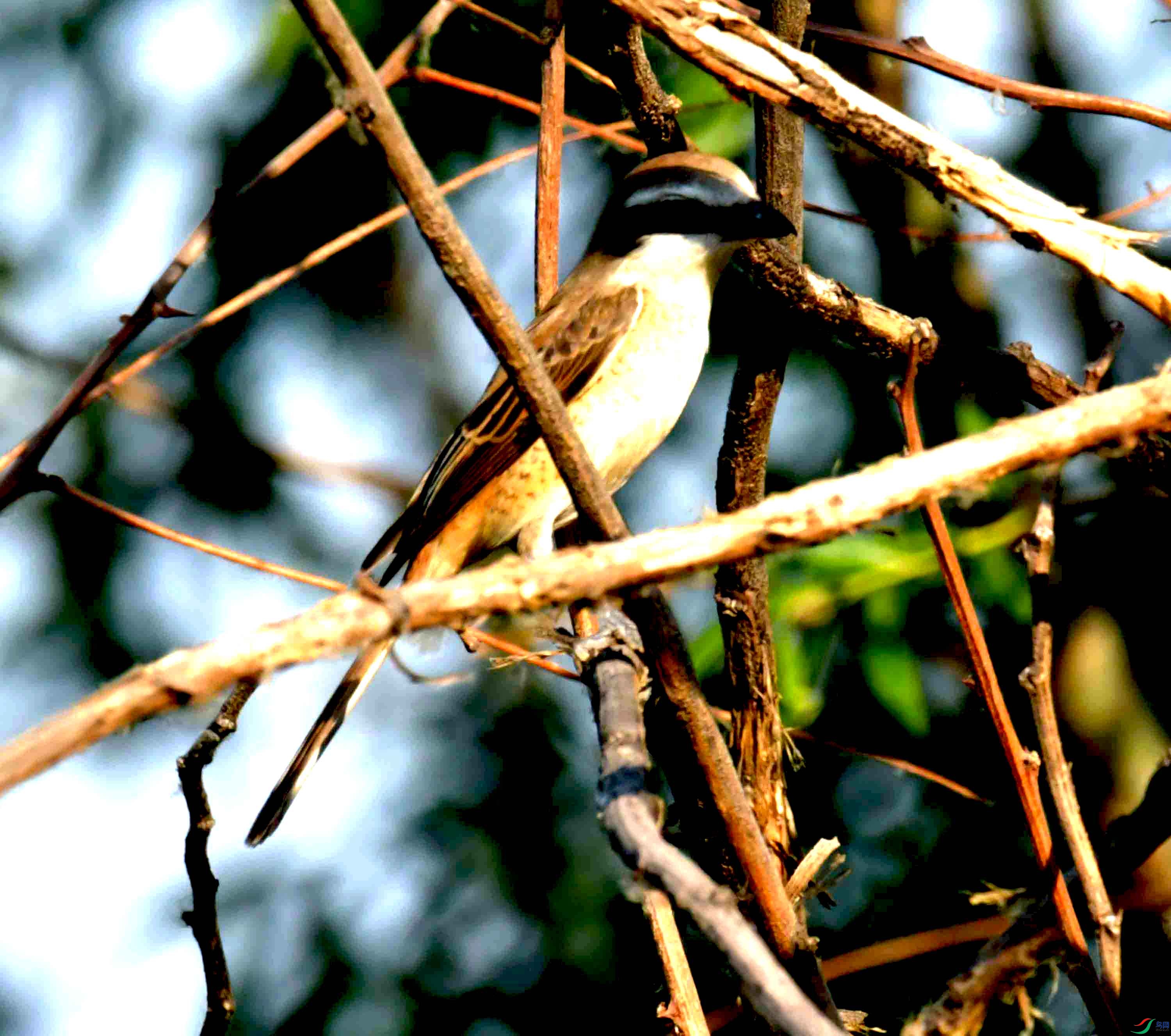 DSC_4582.JPG