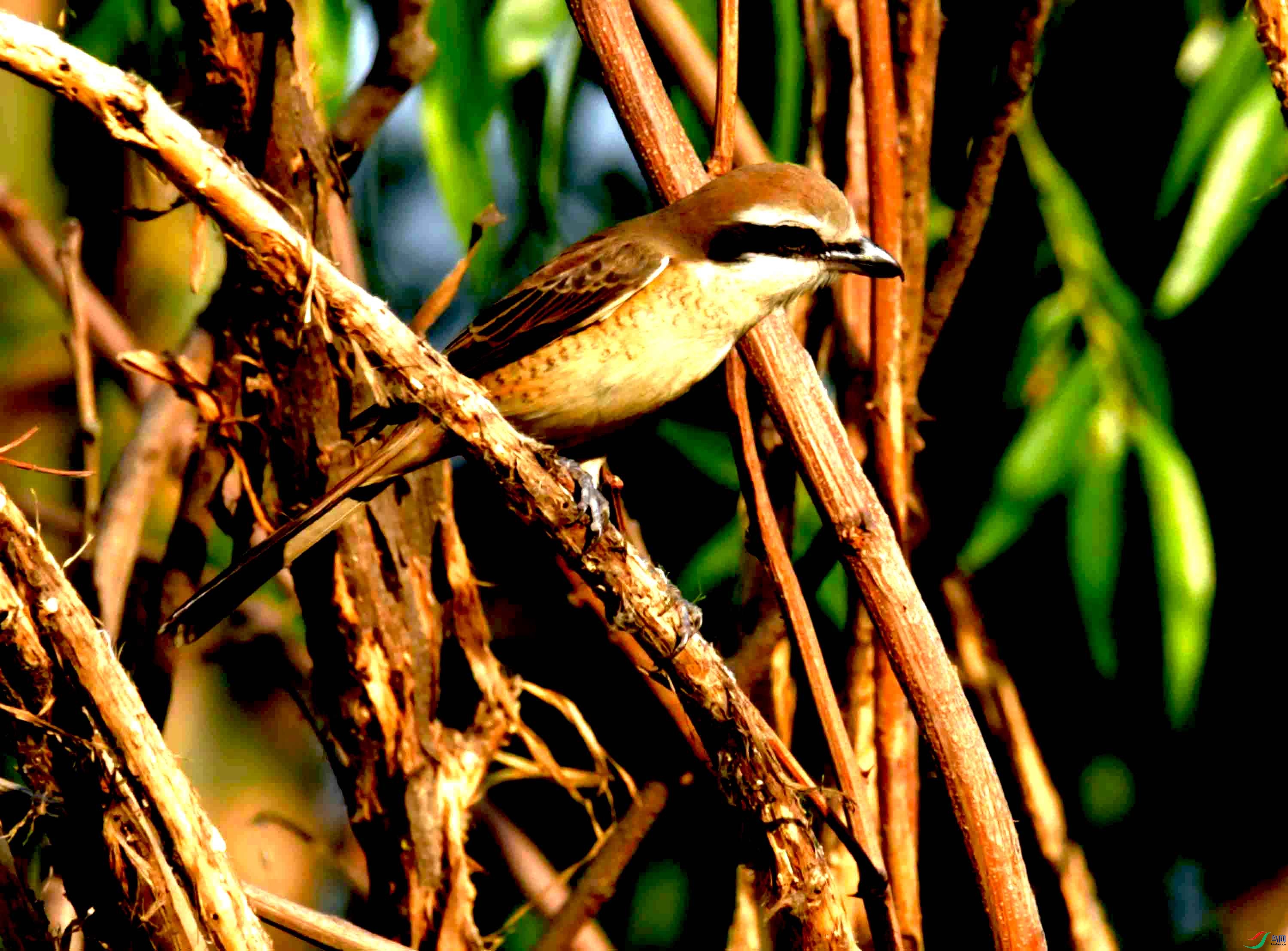 DSC_4596.JPG