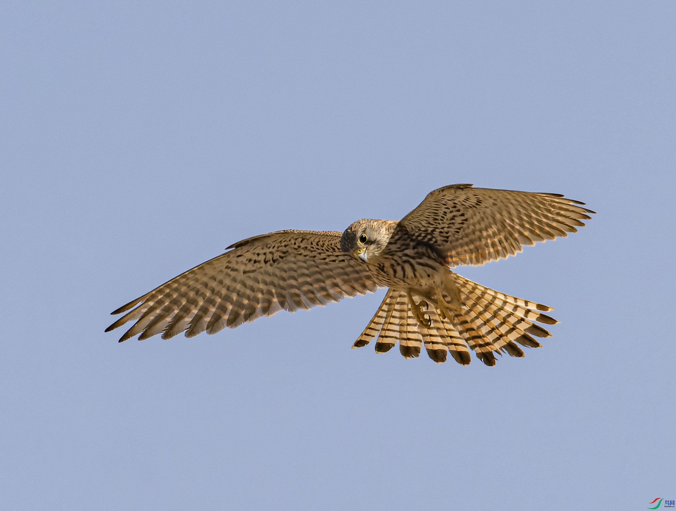 P347854-ORF.jpg