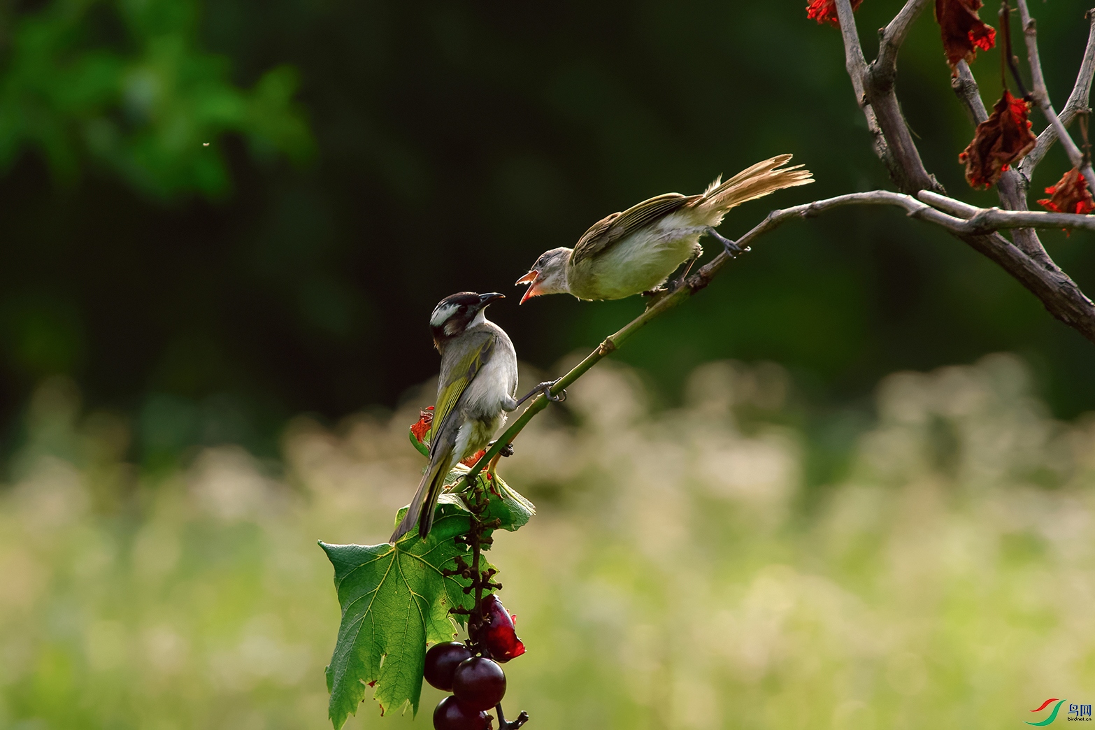 DSC_2330_DxOa.jpg