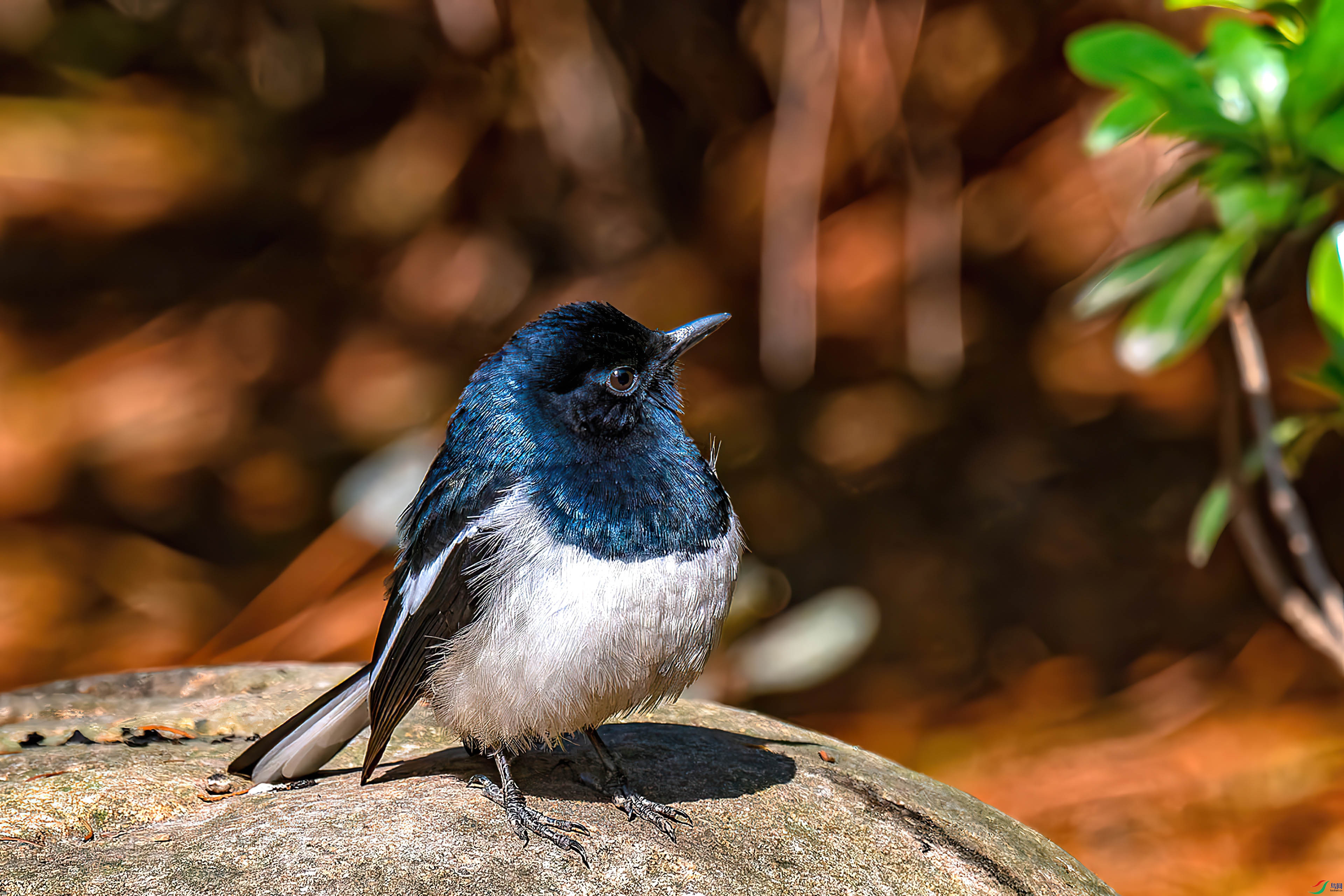 ȵ�_ZFW4627_DxO-gigapixel-gigapixel (1).jpg