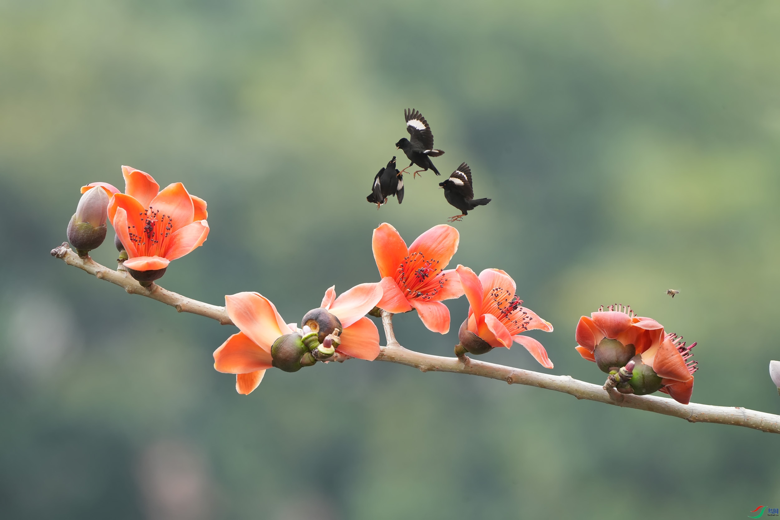 DSC00115 ����.jpg