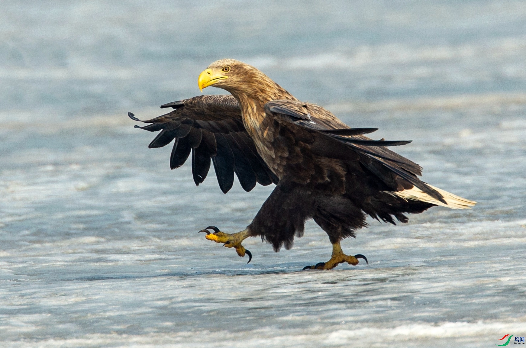 ��β����