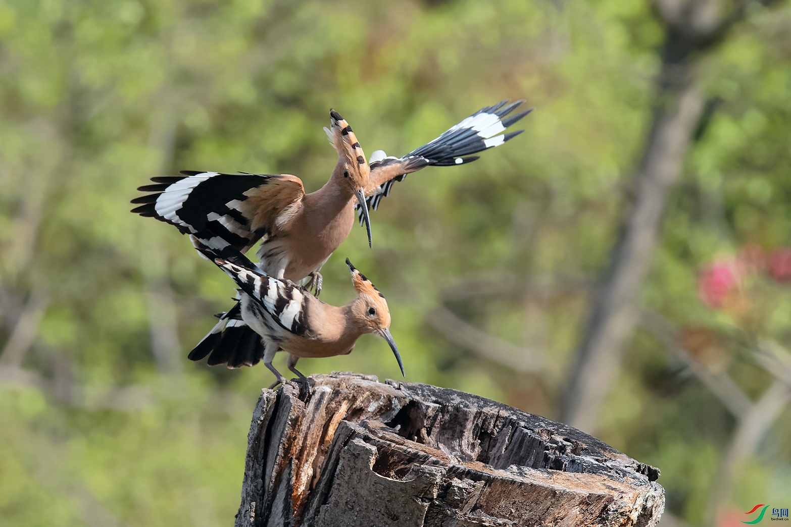 DSC_8647_DxOa.jpg