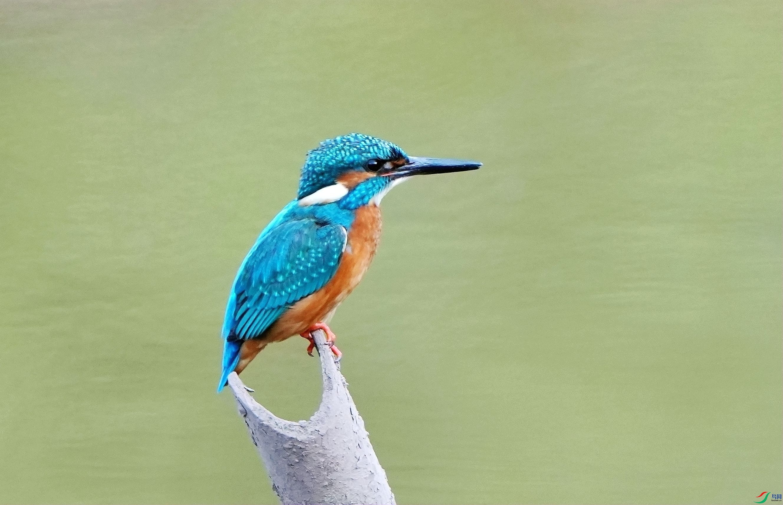 ���ⰻȻDSC01405_����.jpg