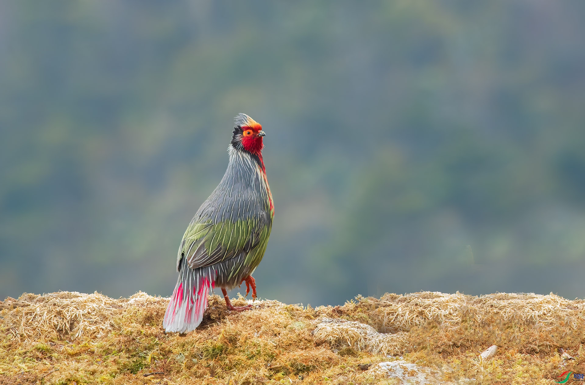 DSC_6366-1.jpg