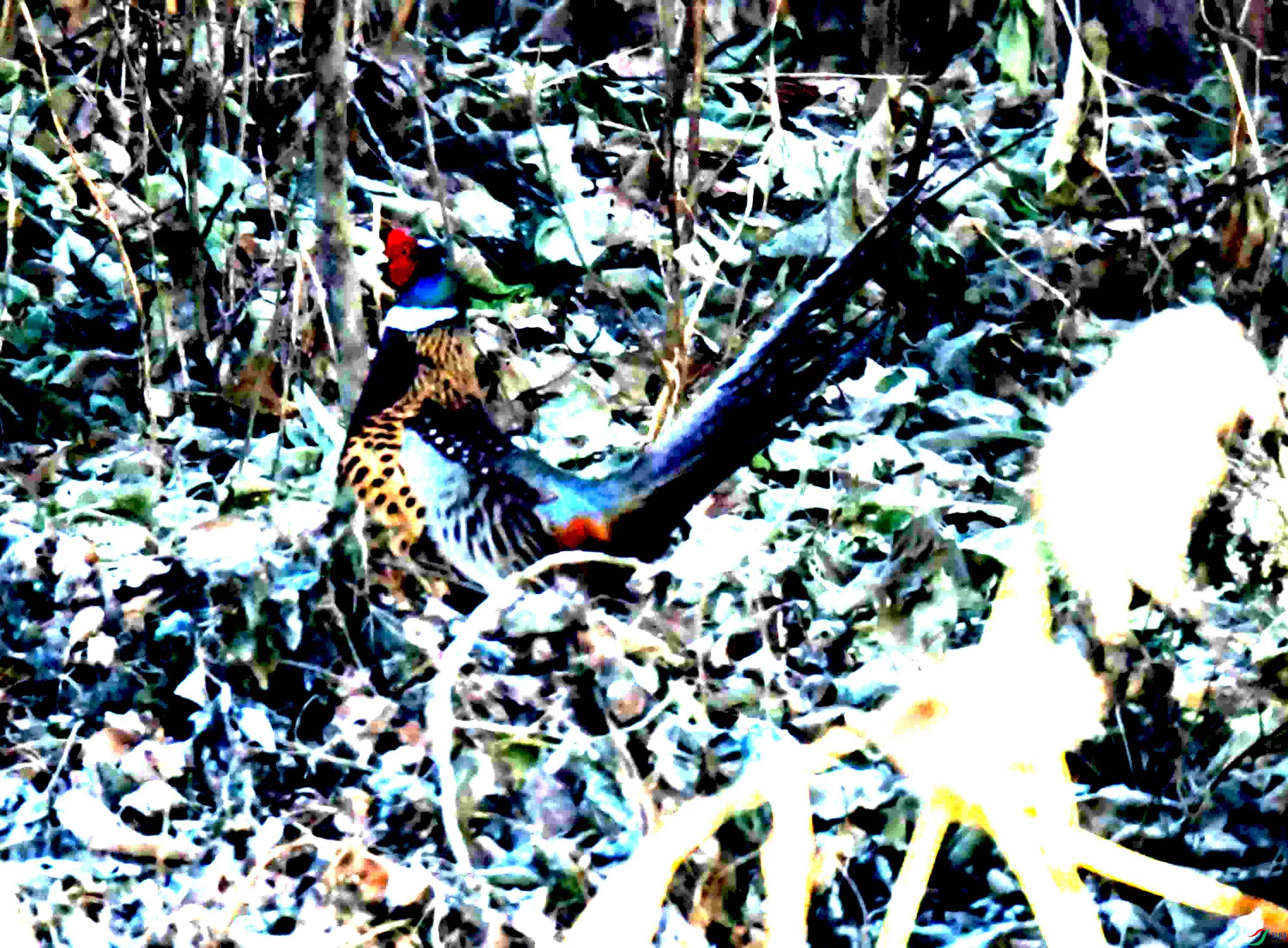 DSC_1878.JPG