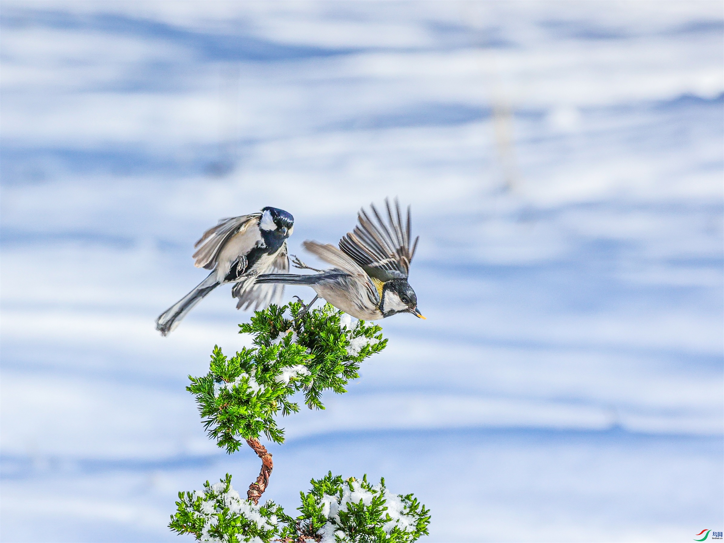 1K3A9111 ����1.jpg