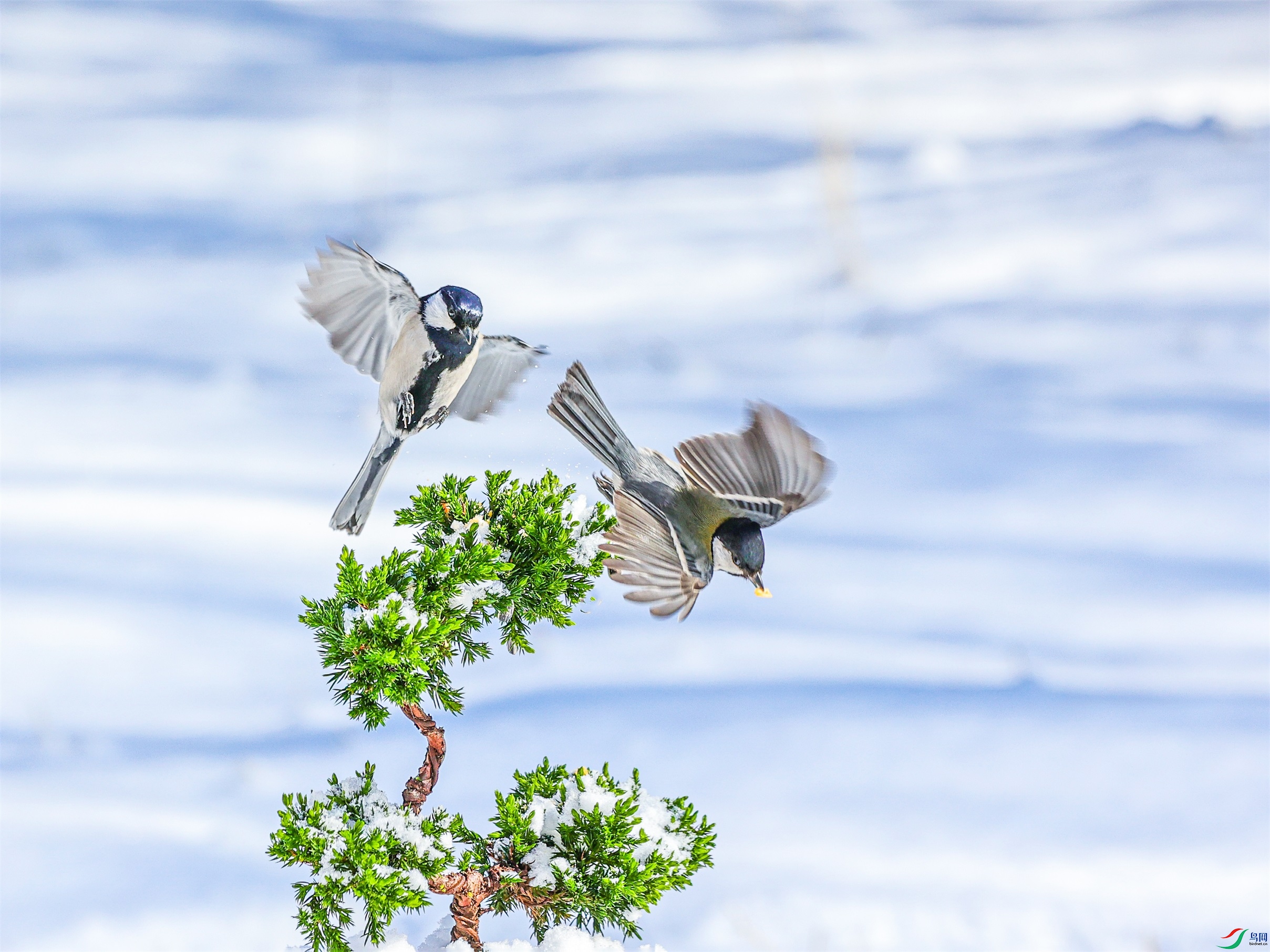 1K3A9112 ����1.jpg