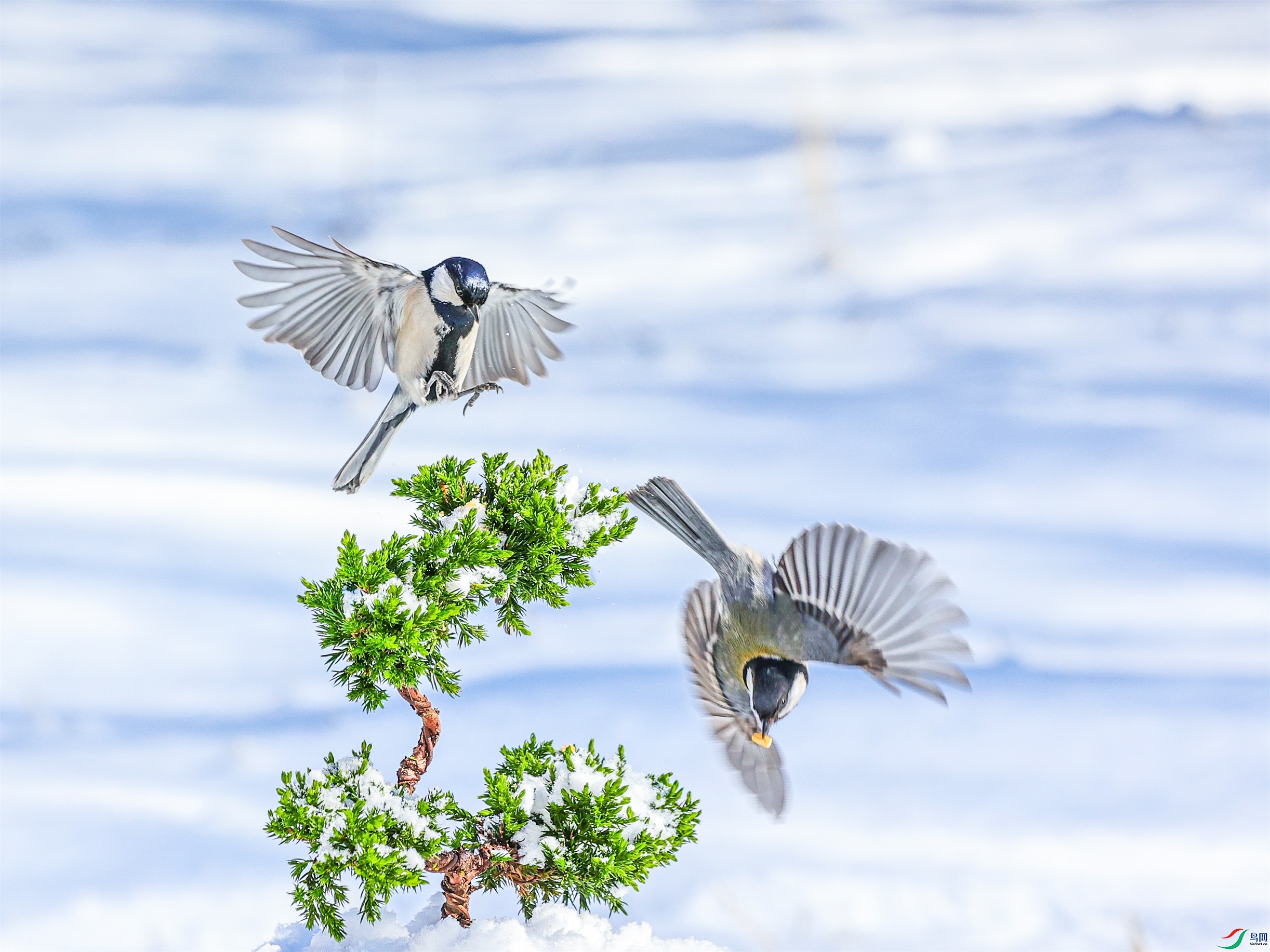 1K3A9113 ����1.jpg