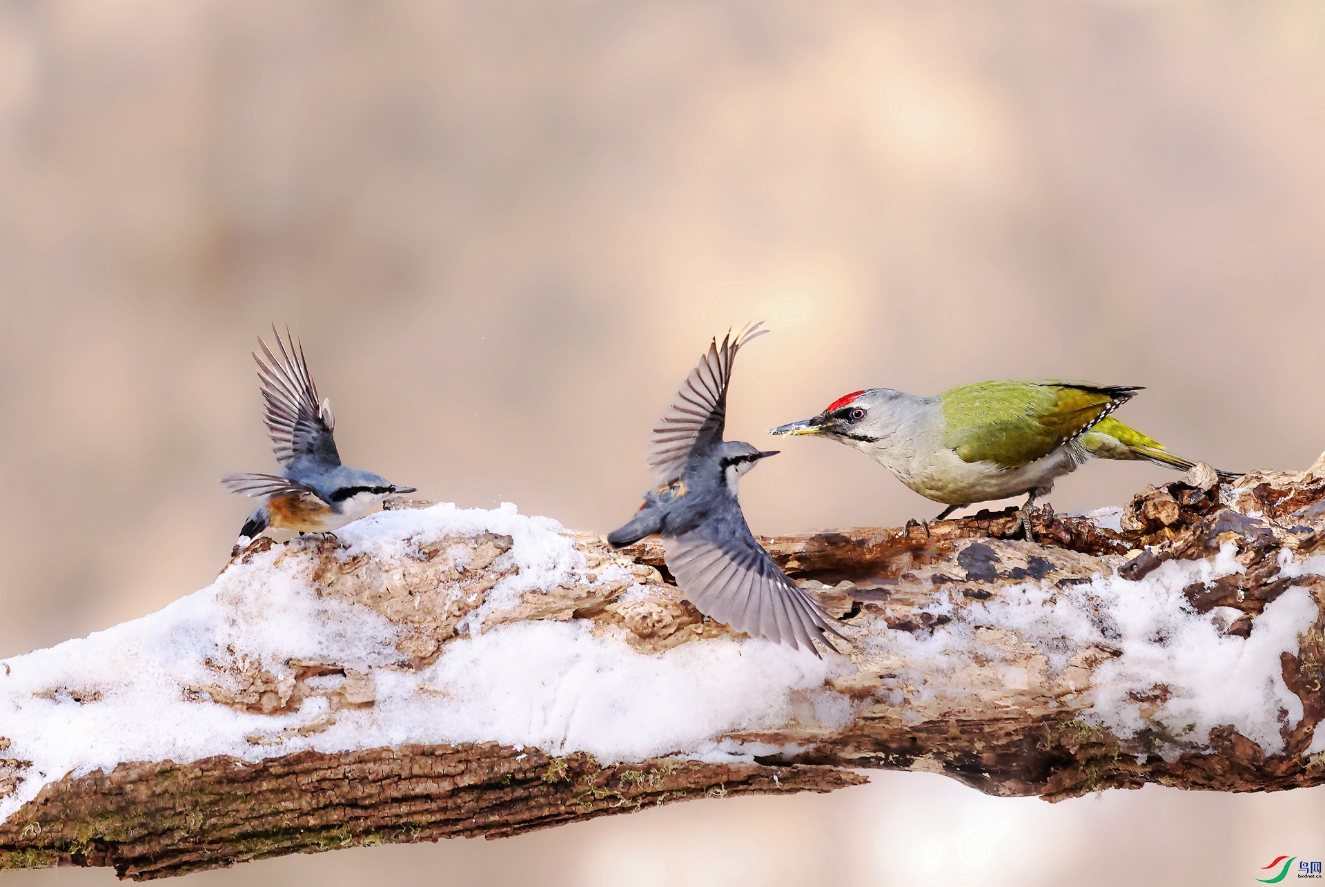 ����ľ��