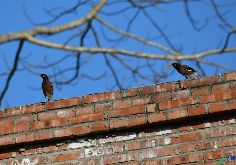 DSC_6337_����.JPG