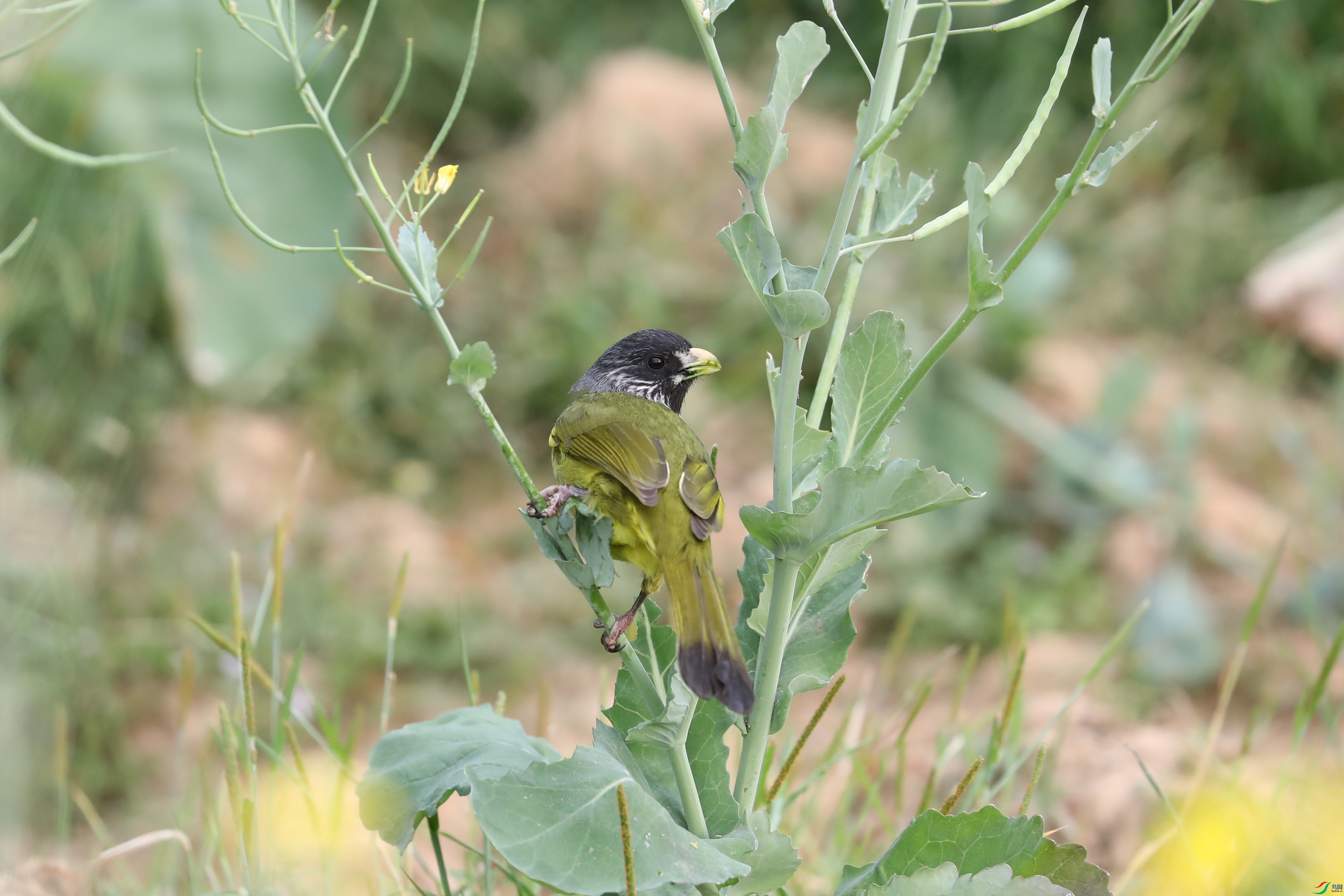 BL7A7810.JPG