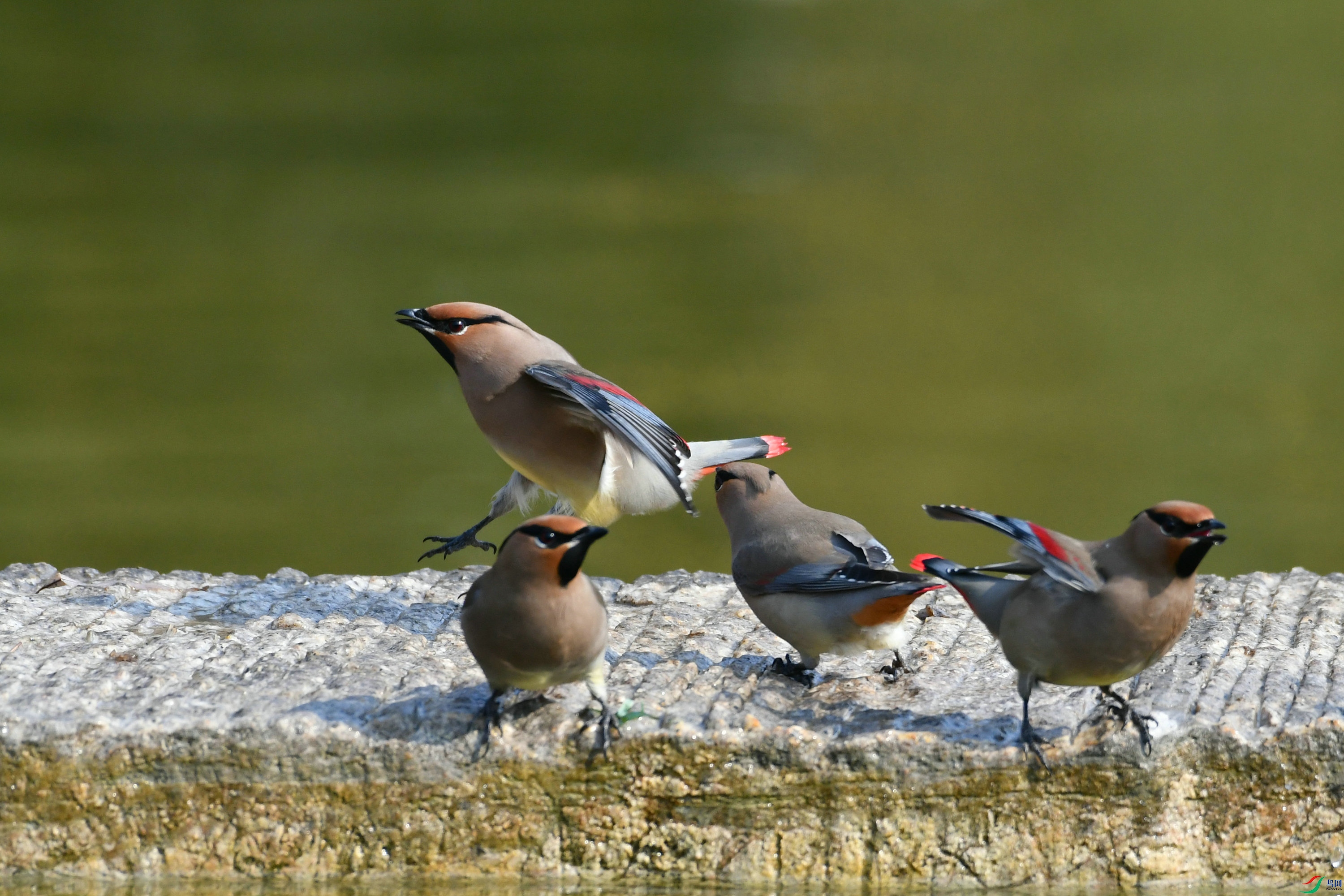 DSC_4941.JPG