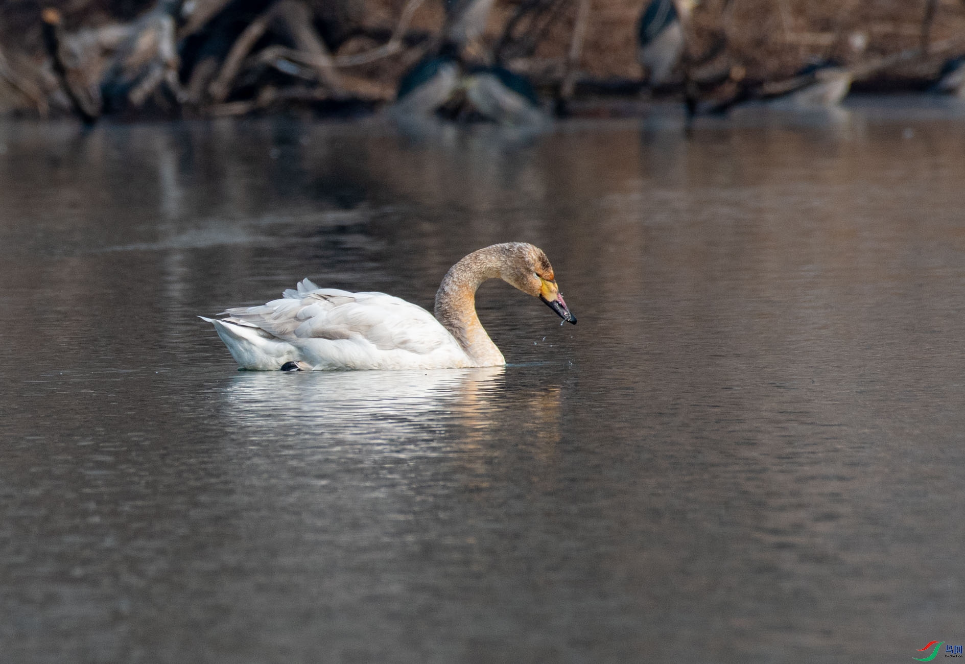 DSC_1195.jpg