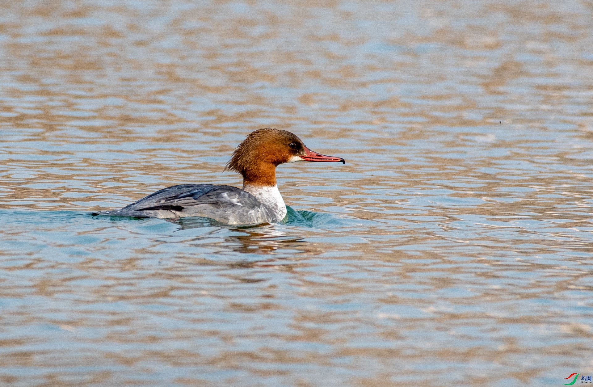 DSC_1231.jpg