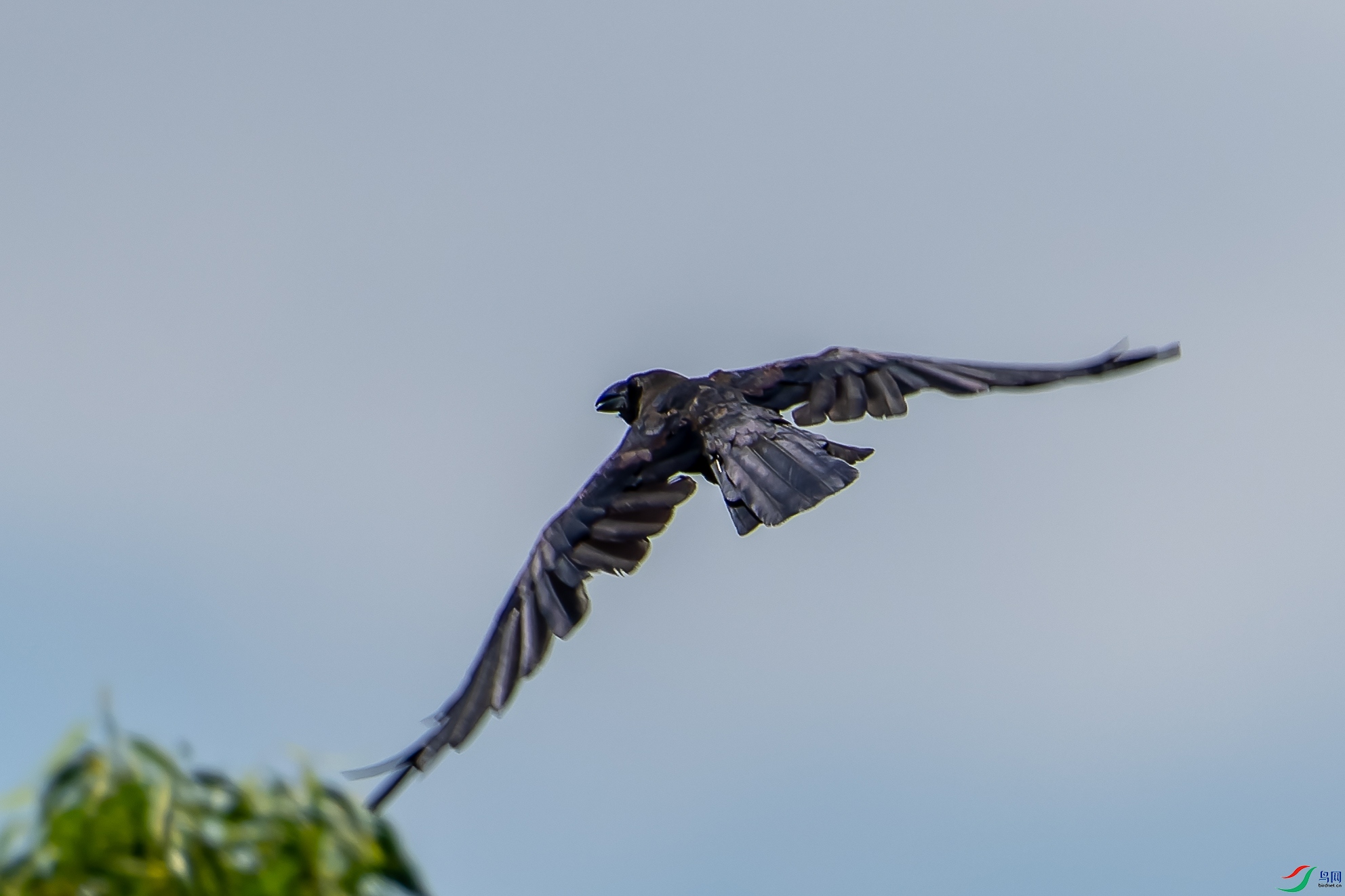 DSC04156-1.jpg
