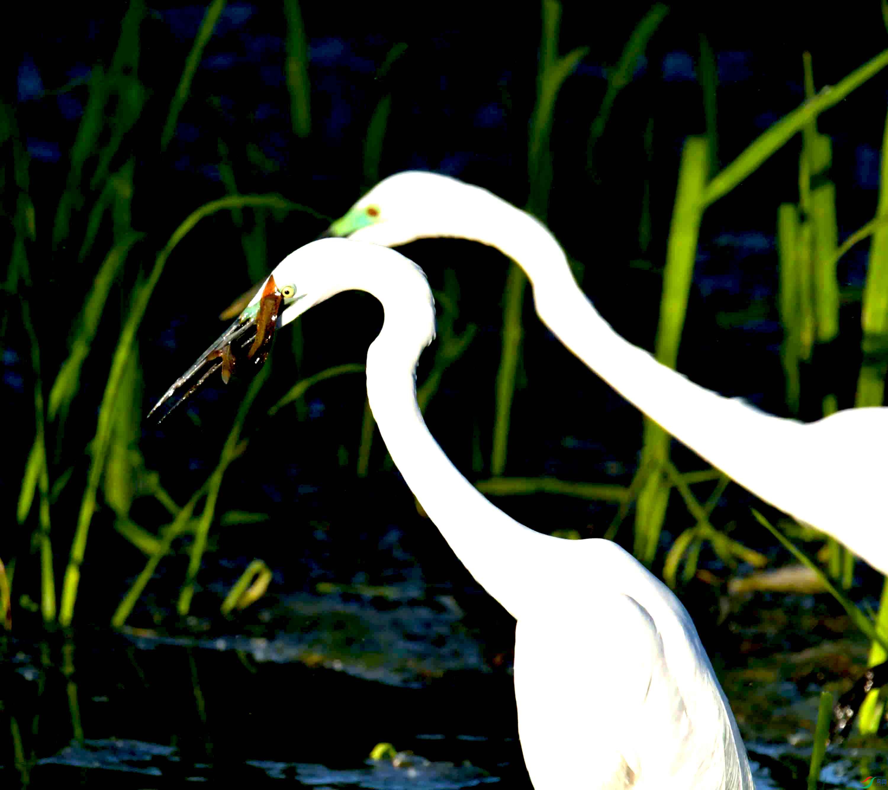 DSC_0909.JPG