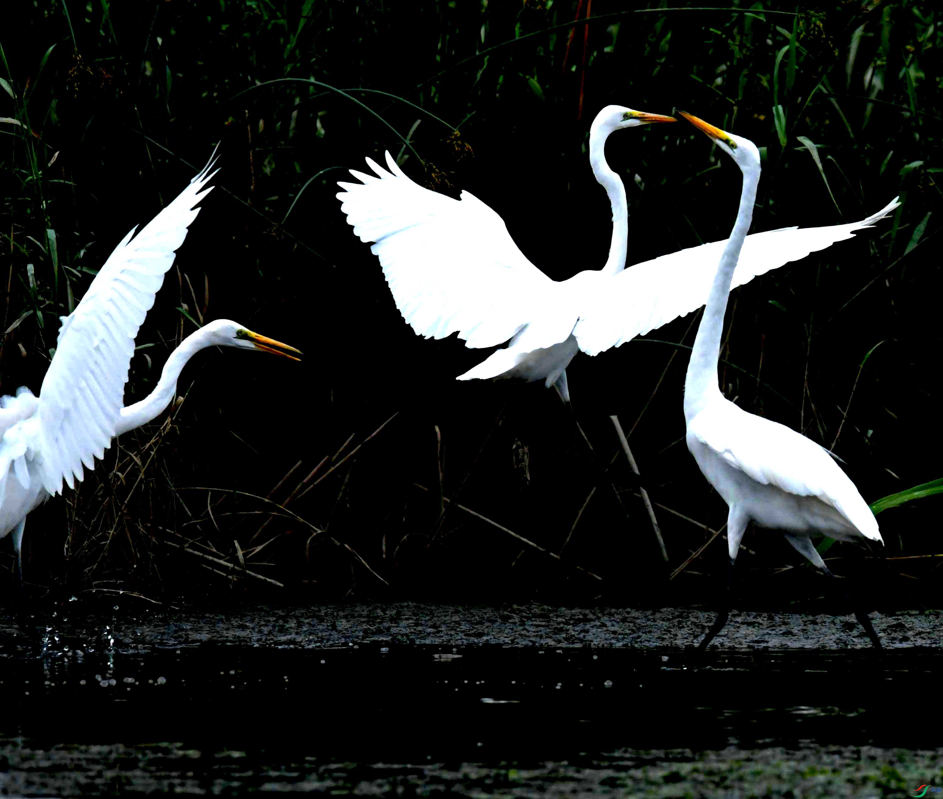 DSC_0904.JPG