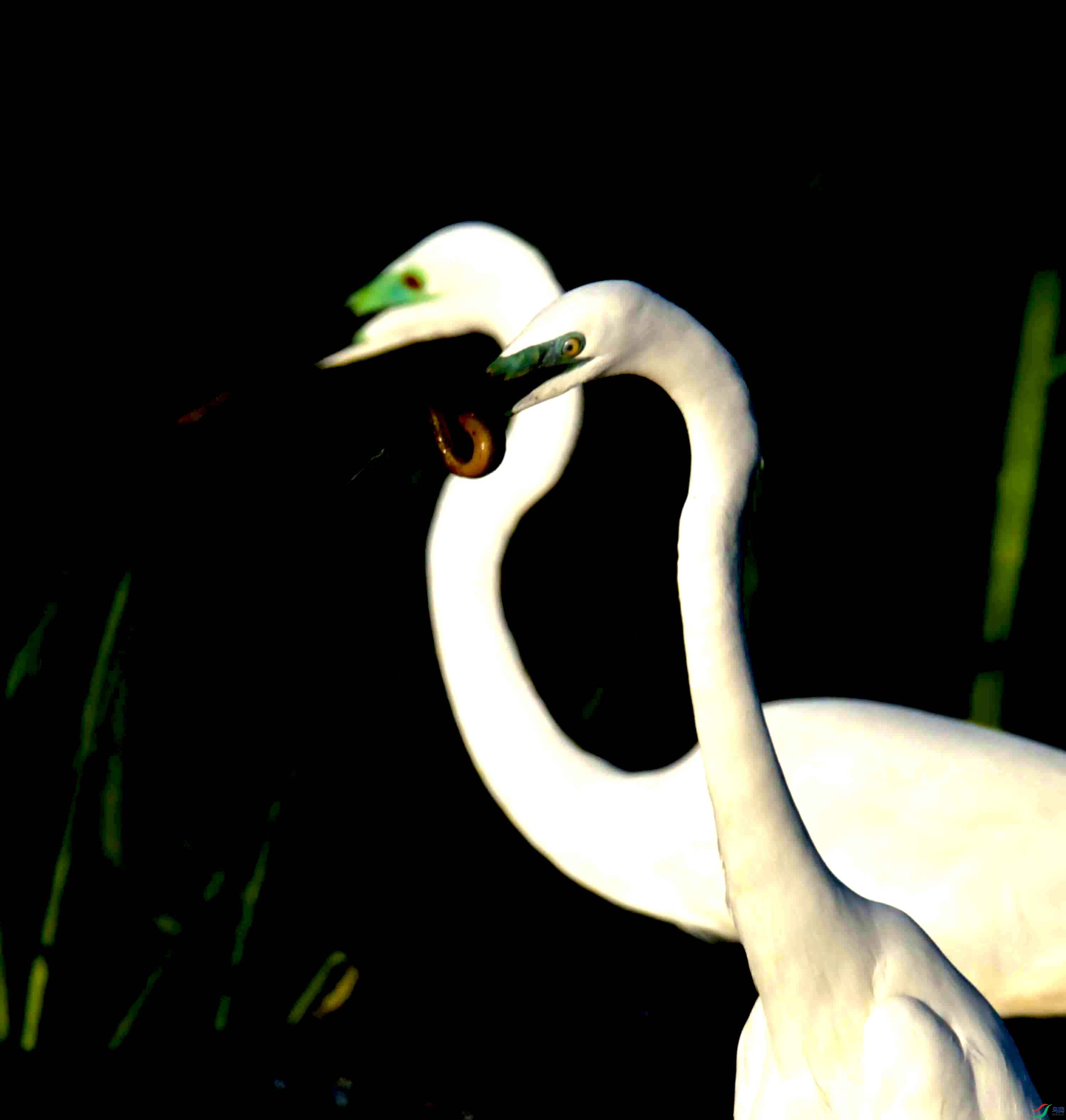 DSC_0918.JPG