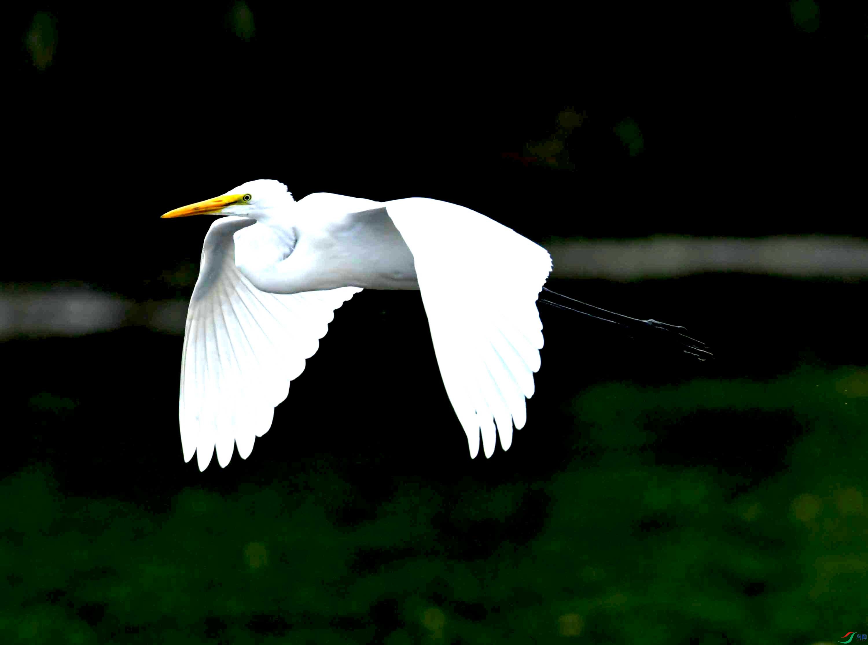 DSC_0921.JPG