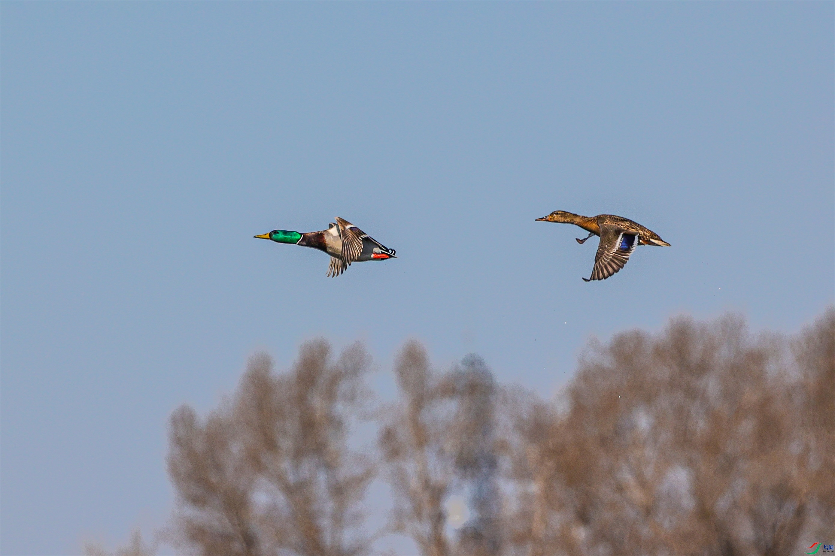 1K3A8165 ����1.jpg