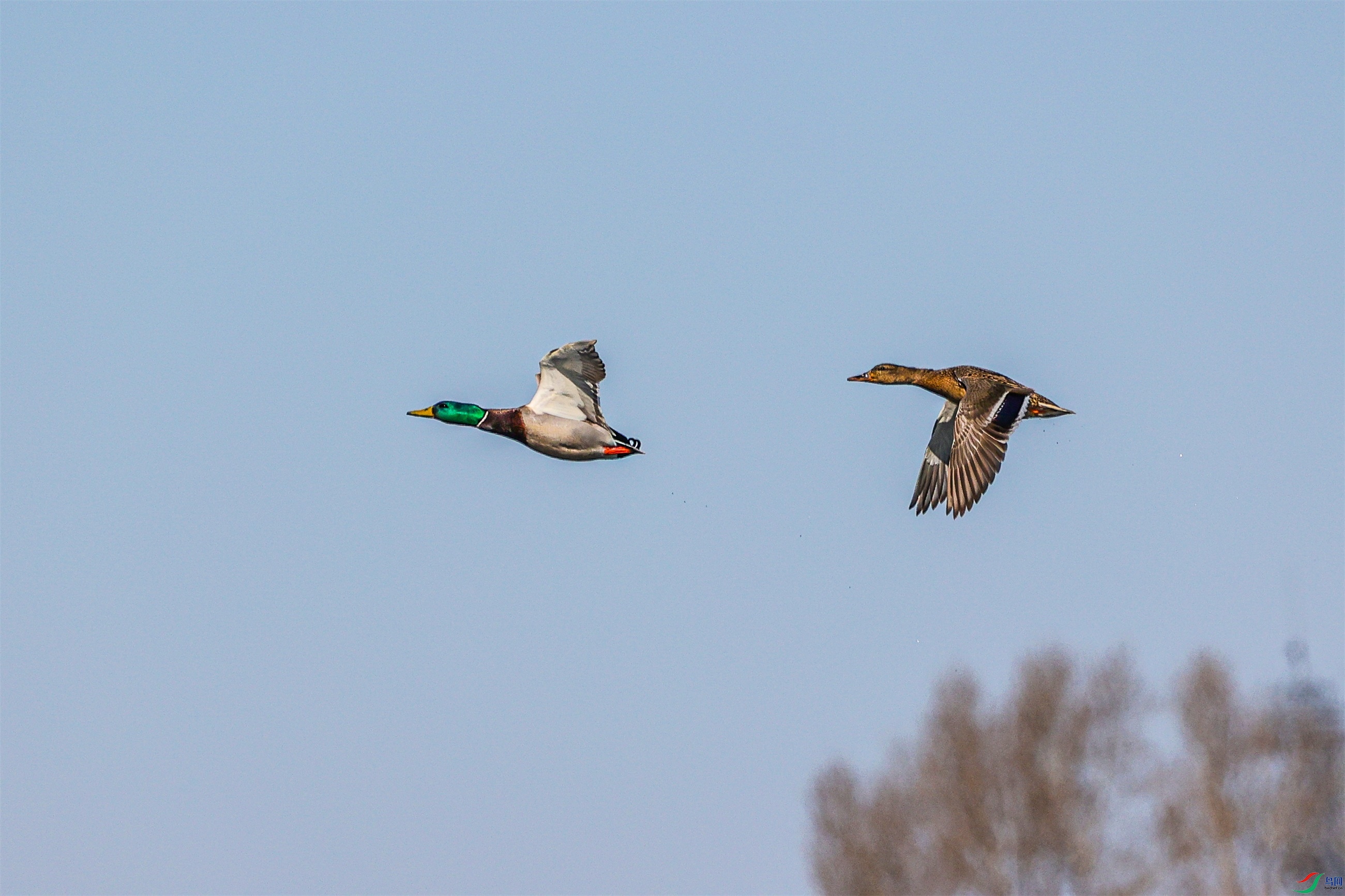 1K3A8168 ����1.jpg